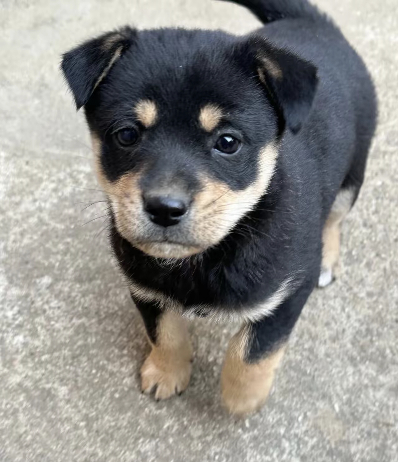 邻居家的狗生了一窝小崽,看着一个个虎头虎脑的特别可爱,就找邻居问了