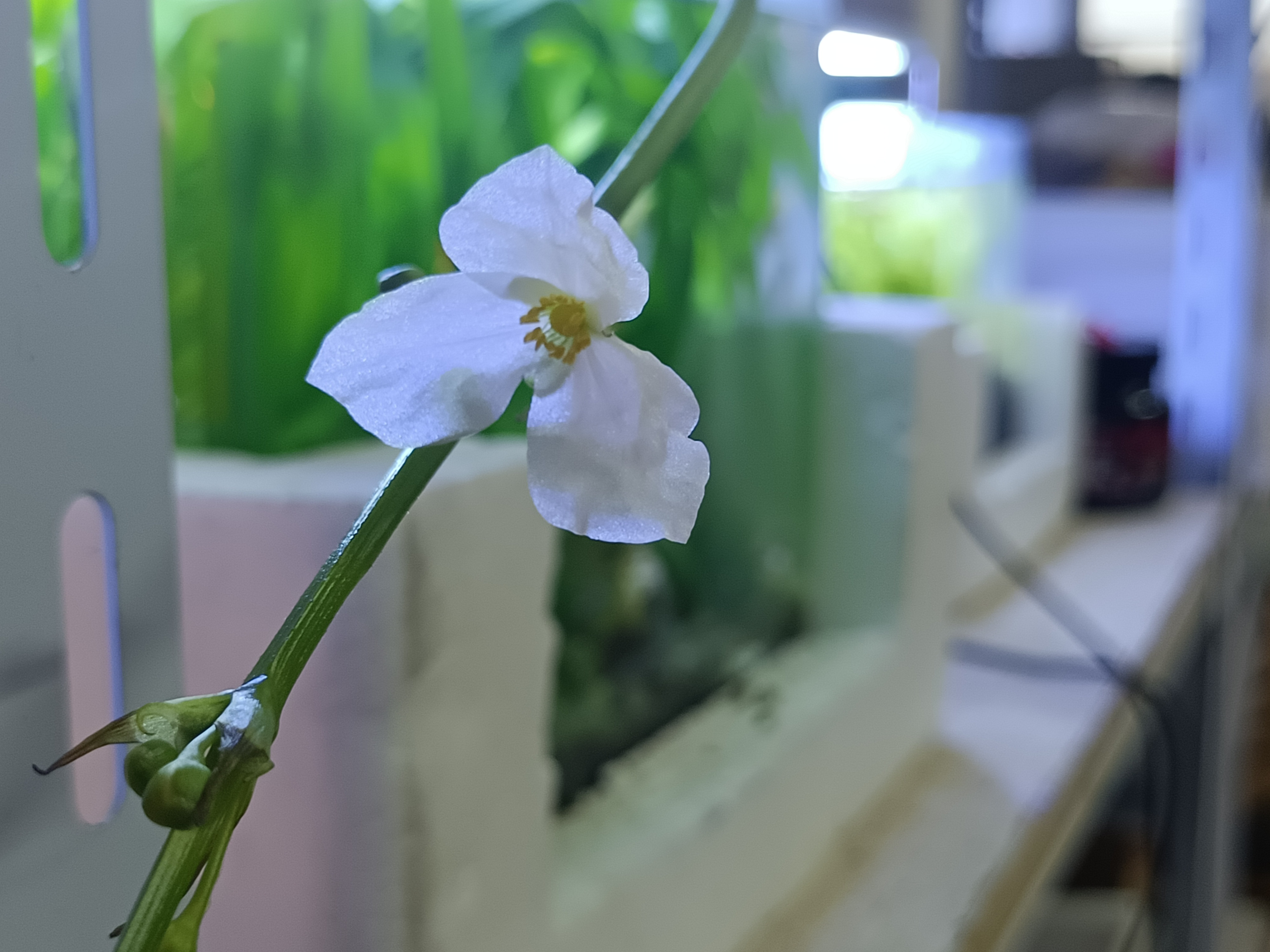 这鱼缸里的水草开花了,知道是什么水草吗?