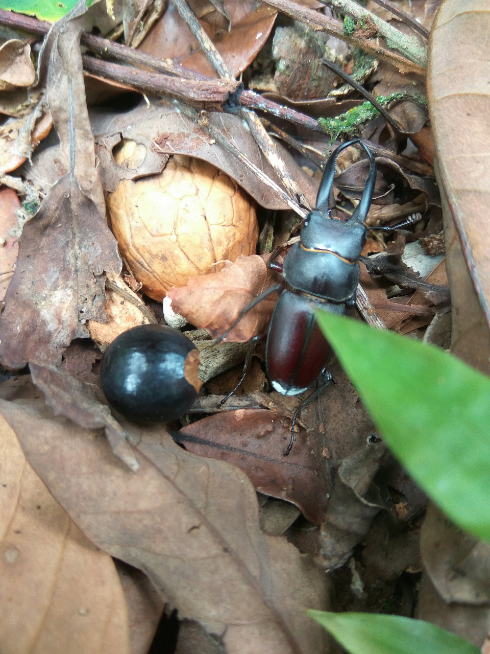 鼎湖山发现狭长前锹甲