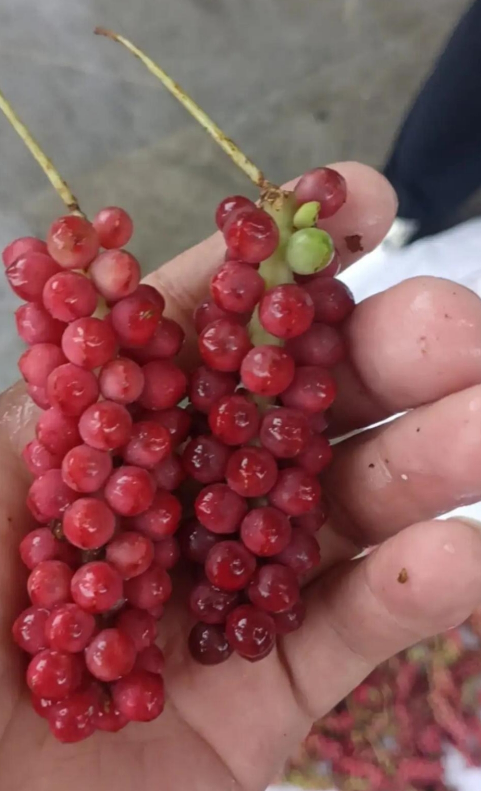 看着倒是好诱人的,可就是不认识,不知道它是什么东西,家人们你们有