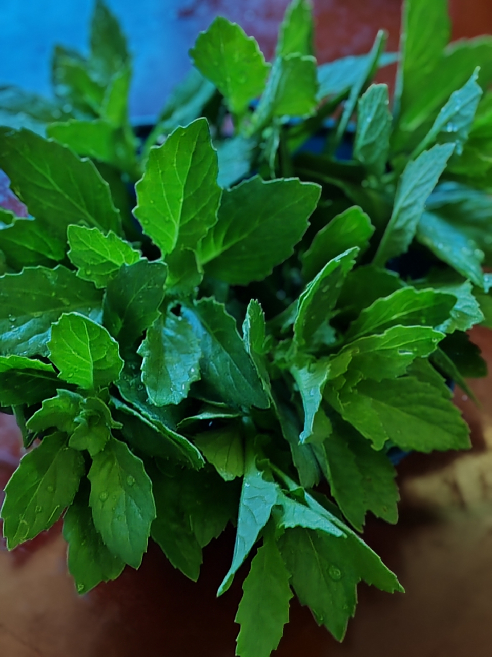 晚上吃这个,片仔癀草.