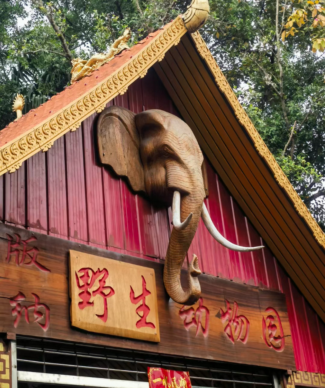 自驾云南|西双版纳热带动物园探秘之旅 #知识创作挑战赛初夏篇#  90
