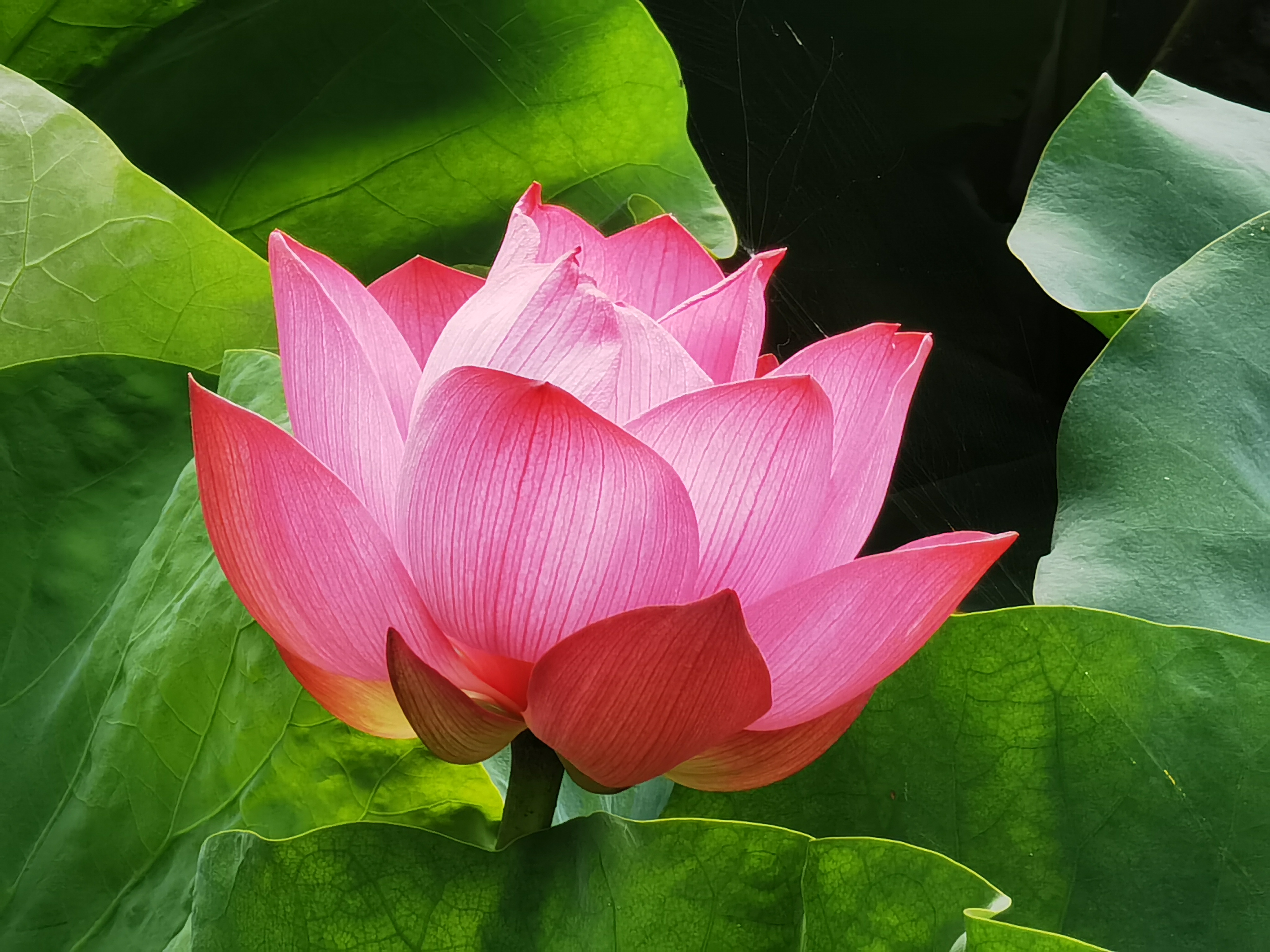 夏天的风景图片花草图片