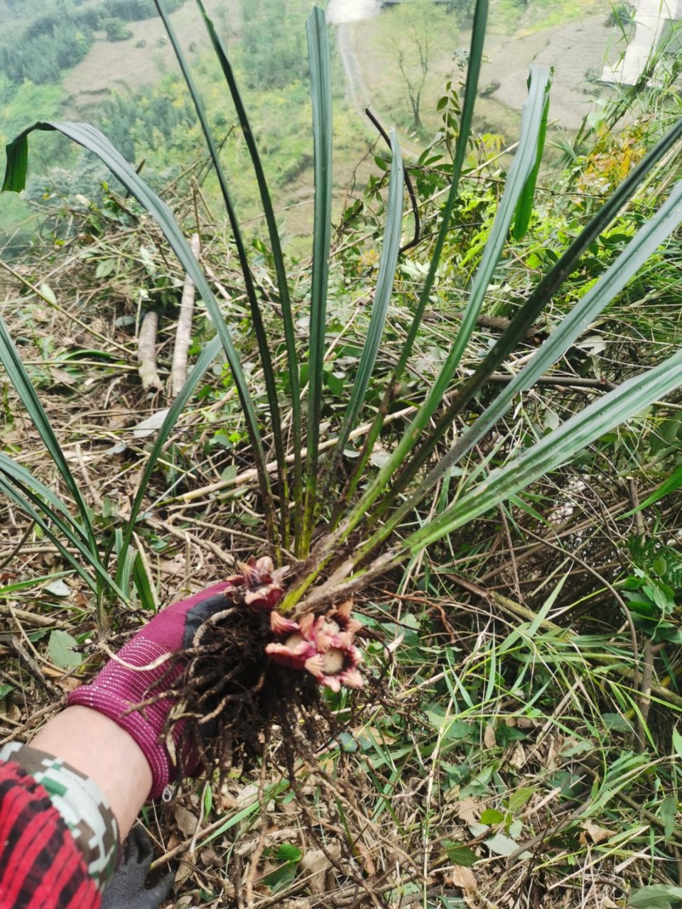 兰花草的介绍(野生兰花草图片)