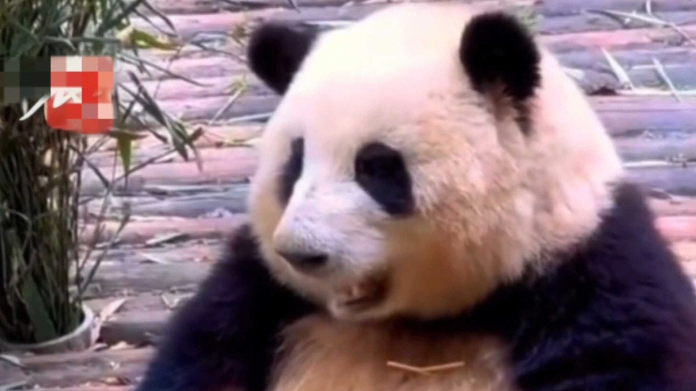 成都网红熊猫花花被一游客喊胖子,原地愣住一秒钟