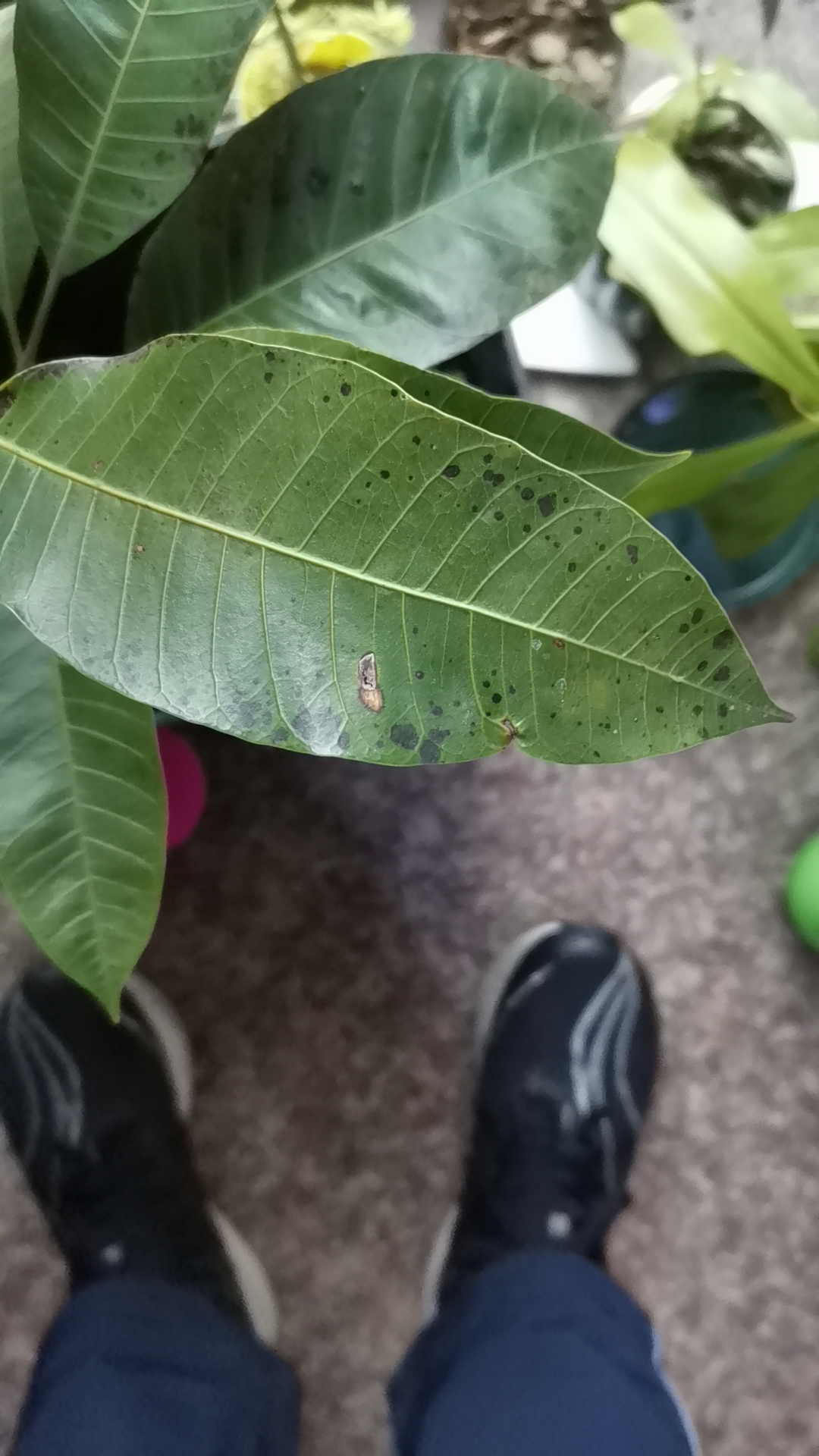 我种的芒果叶子上长了好多黑斑,怎么治啊求方法