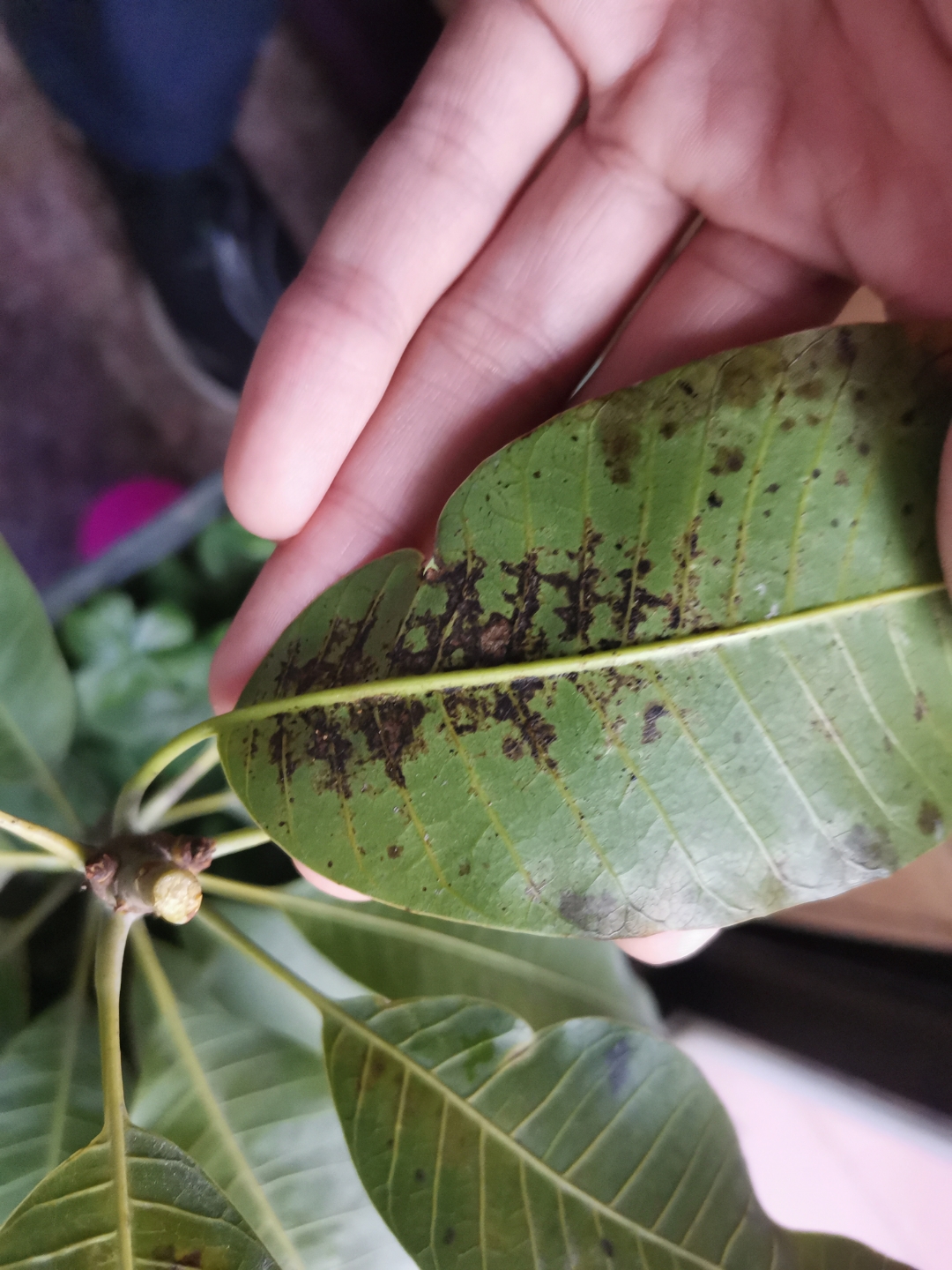 我种的芒果叶子上长了好多黑斑,怎么治啊求方法