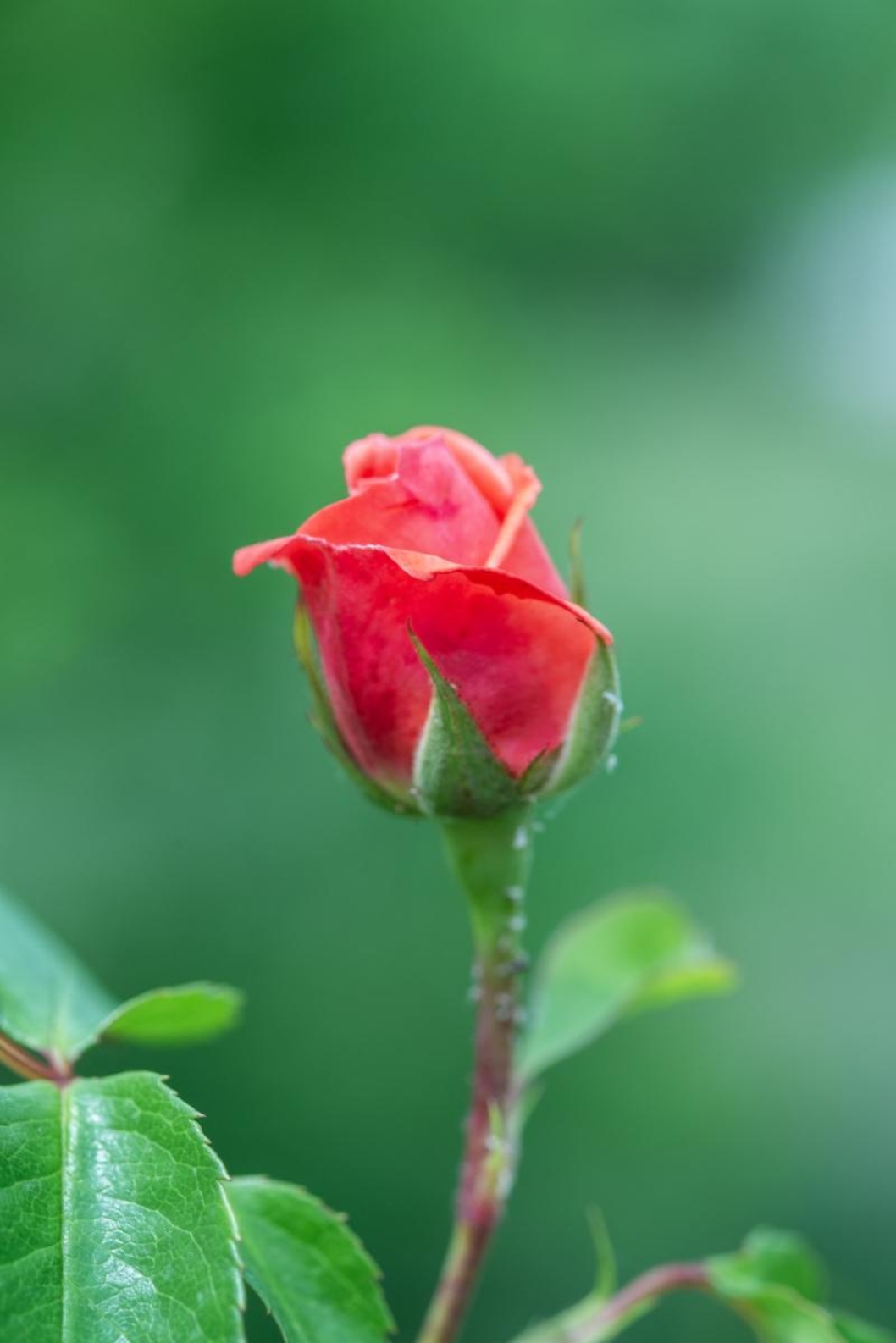 阳光明媚,娇艳多姿的月季花以悄然绽放,花朵簇拥在一起,千姿百态,令人