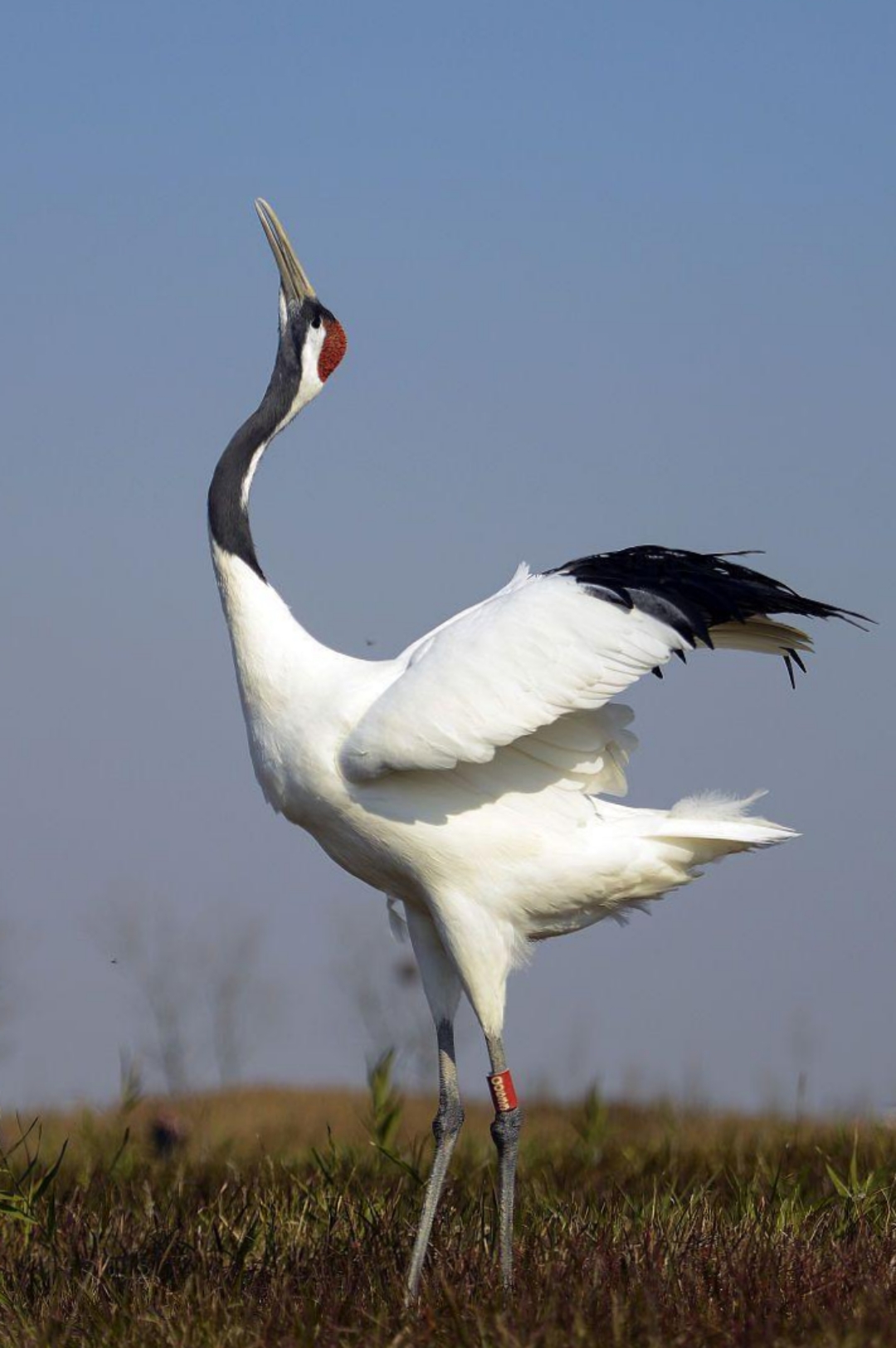 哇,这只仙鹤好优雅,长腿欧巴舞动起来真迷人!
