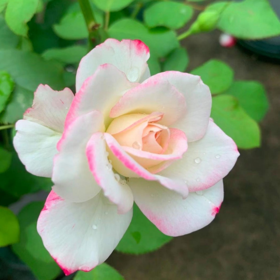 娇艳的月季花五彩缤纷,花瓣像扇子一样往四周展开,优雅又大气,华丽又