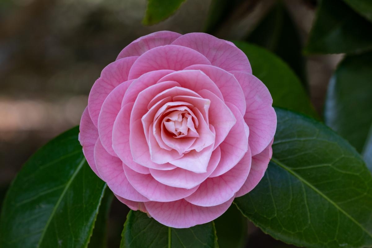 看到这几种公认为最美的山茶花,花朵结构奇特,花色丰富多变,花瓣层次