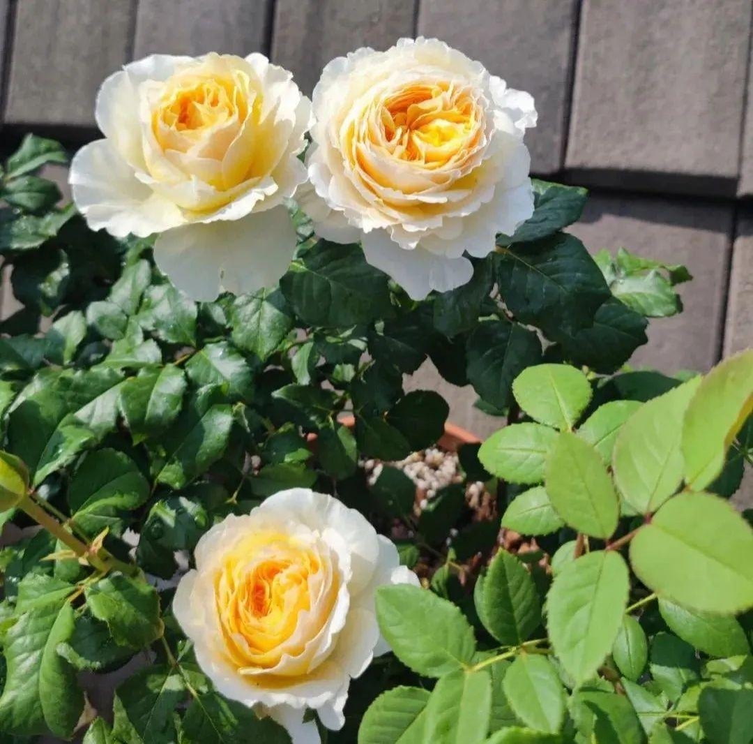 碧翠丝月季是一种独特的邑彩和优雅的形态的月季花,它花型饱满,花香