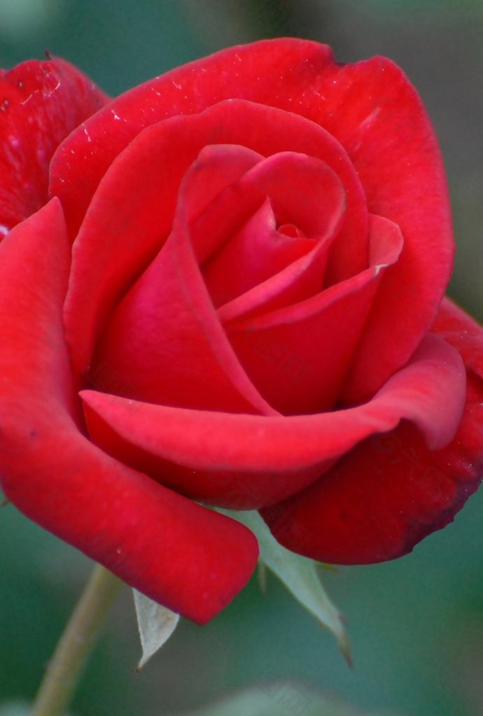 玖瑰花以其美丽形态,丰富色彩和浓郁香气,深受人们喜爱,花瓣层叠有致