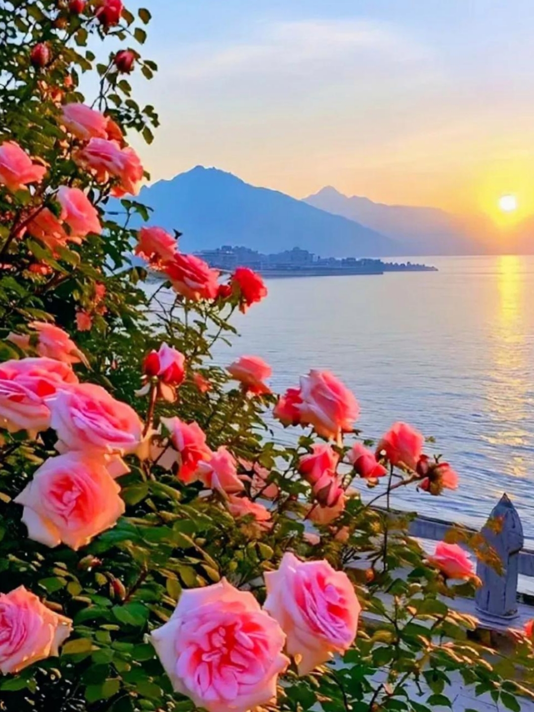 夕阳西下,霞光洒落在娇艳的月季花,花朵绽放光彩,花姿华丽,美丽芬芳