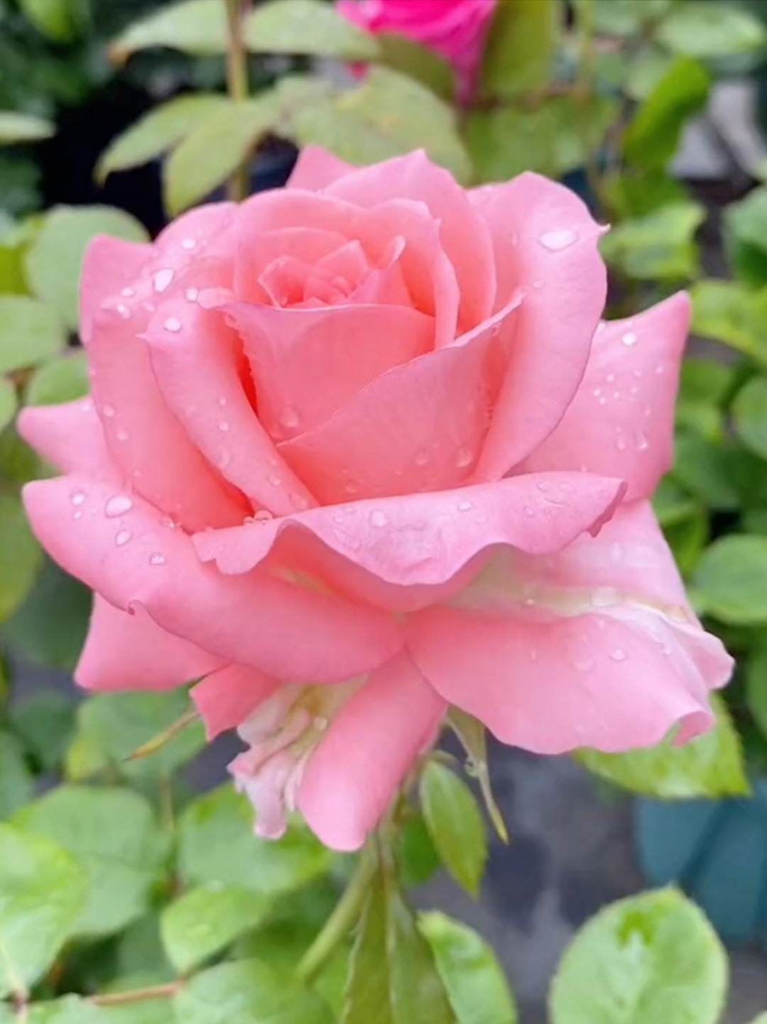 雨后的月季花,娇艳欲滴,花姿百态,花色令人惊叹迷人,四季绽放,花朵