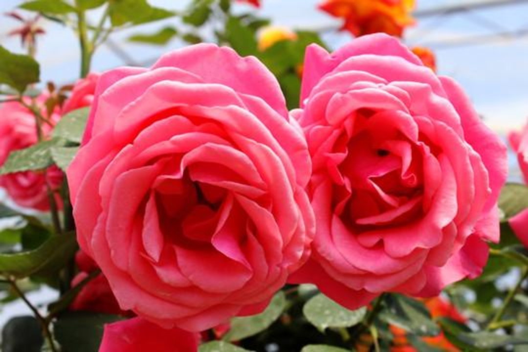 娇艳的月季花五彩缤纷,花瓣像扇子一样往四周展开,优雅又大气,华丽又