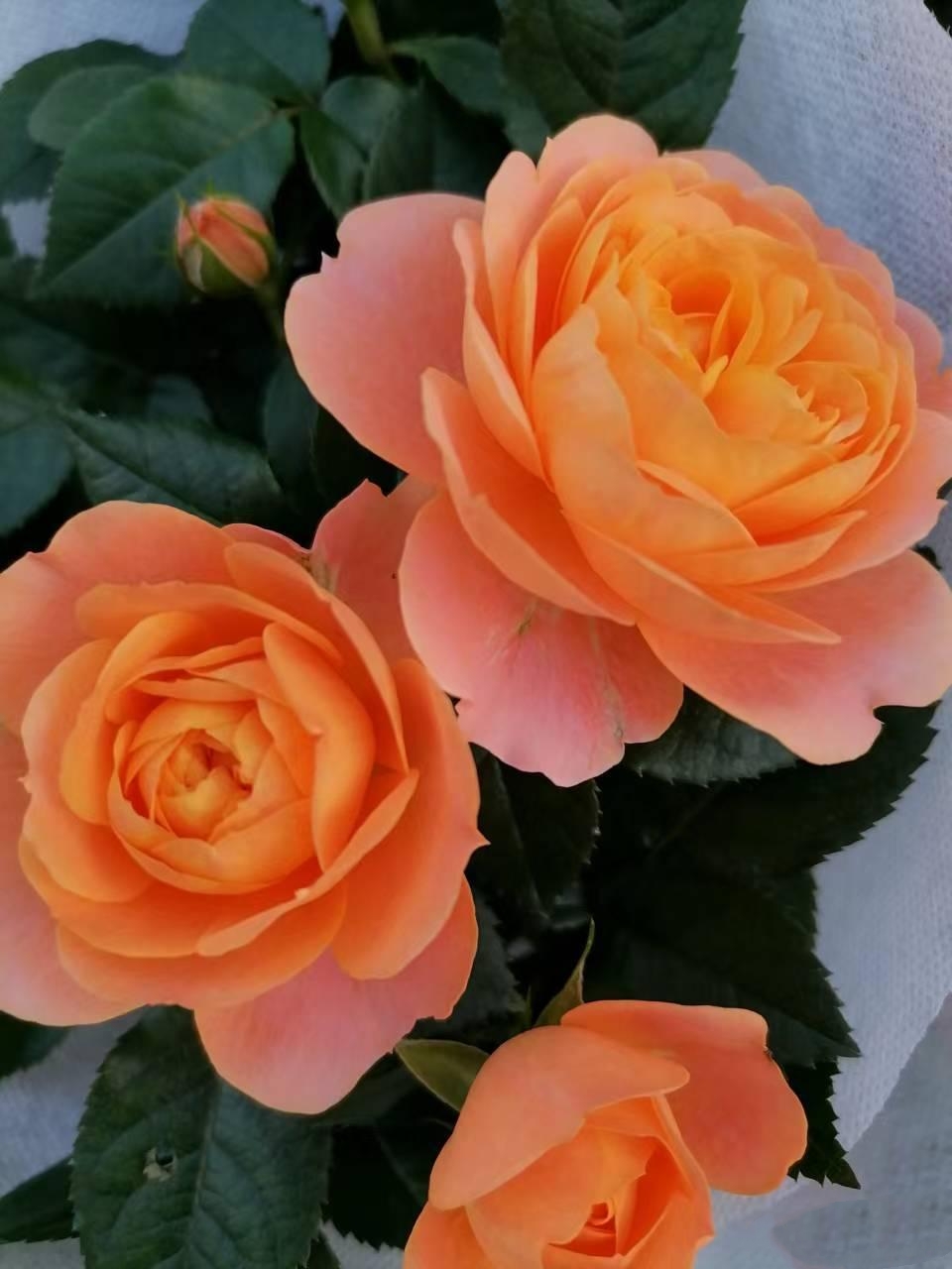 这种叫果汁阳台的月季花是王者,它开花颜色是橙汁一样,娇艳欲滴,绽放