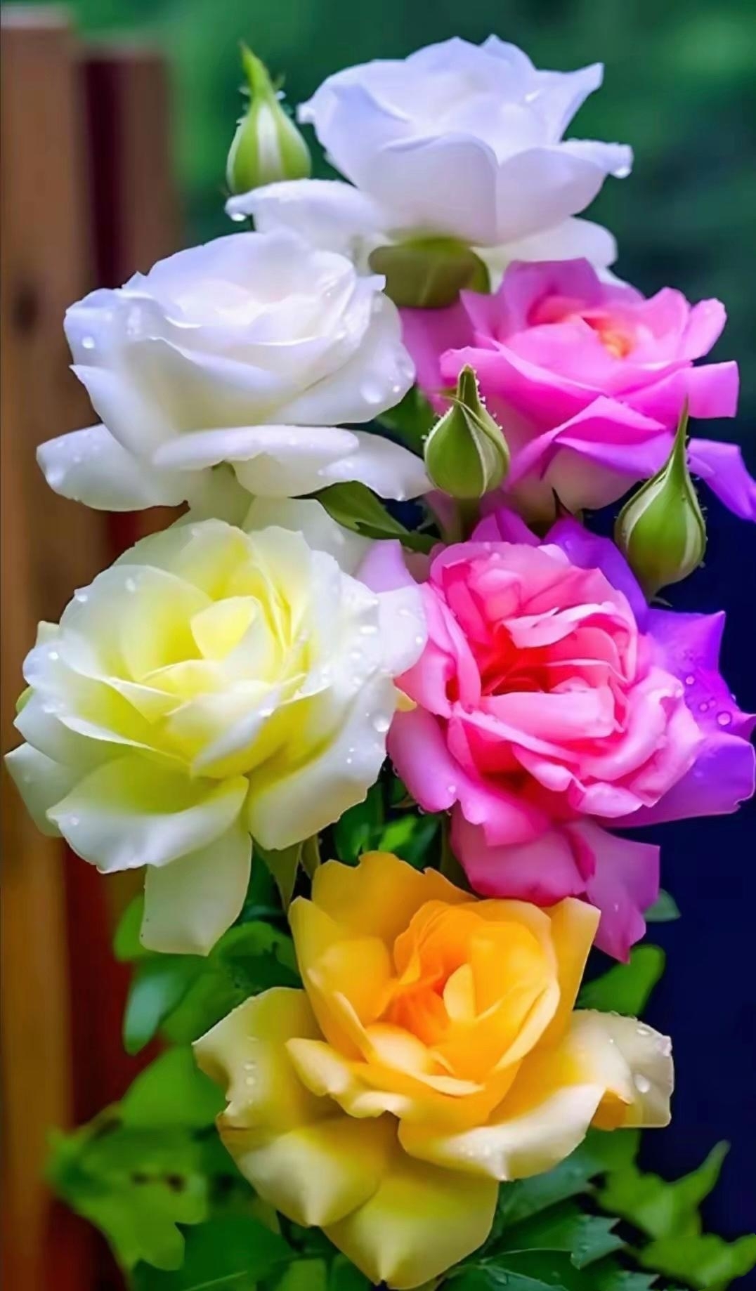 花型雅致典雅,花色为白色,杏色,淡红色,紫色,颜色鲜艳夺目,花边薄如