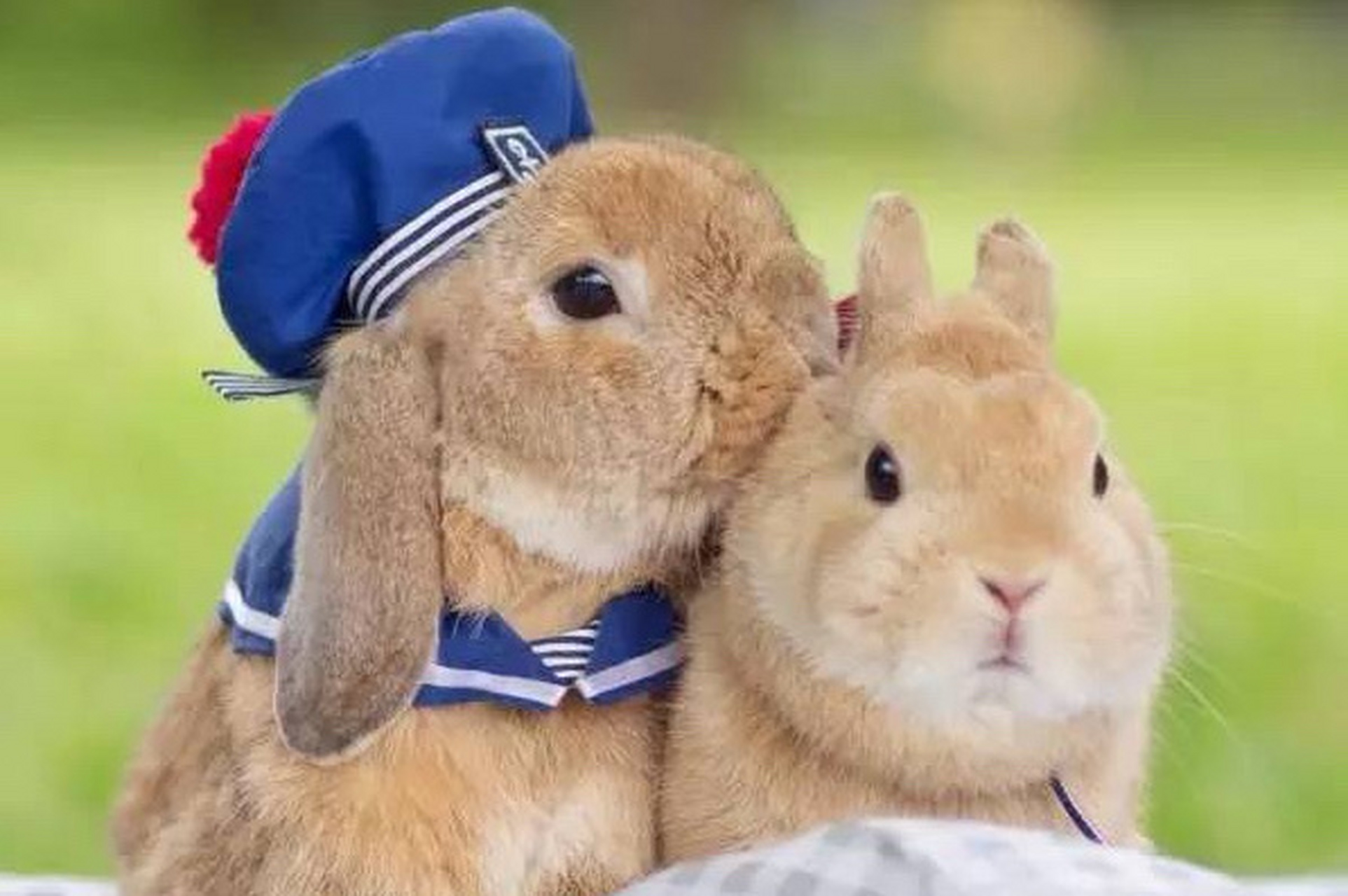 生肖兔 生肖兔的朋友,贵人缘一直非常旺盛,每当遇到困难,都能得到朋友