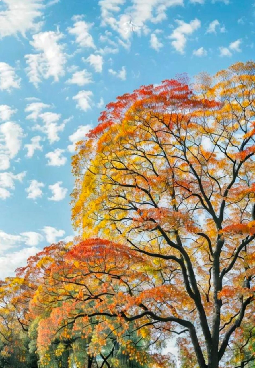 "秋意渐浓,这棵树在寂静中矗立,红,黄两色的叶子装点出不一样的风景.