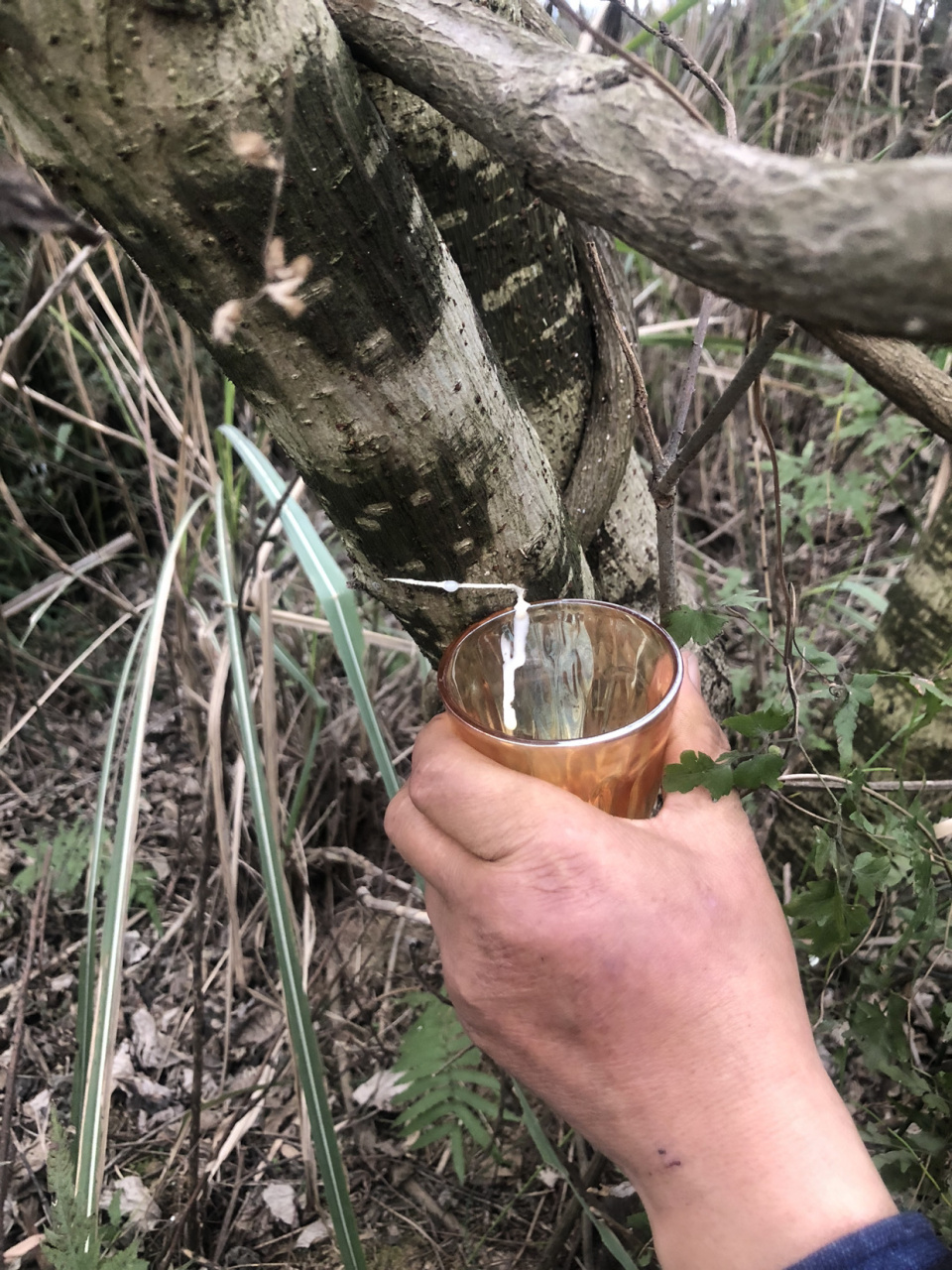 三农#  农村遍地是宝,图中这种叫构树汁  ,听村里老人这种汁可以治疗