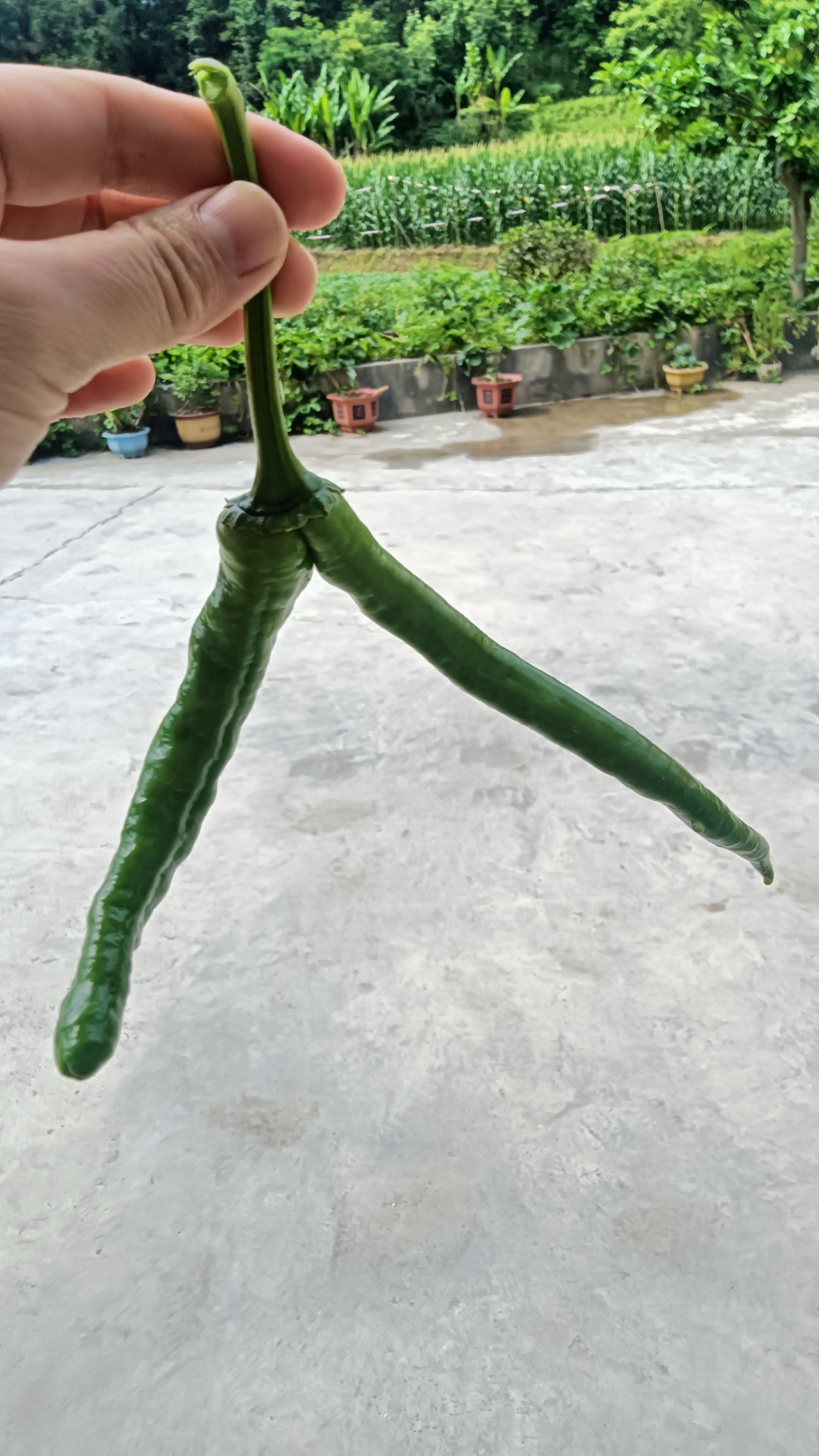 看看这个并蒂的辣椒,你家的地里有么?[大哈]