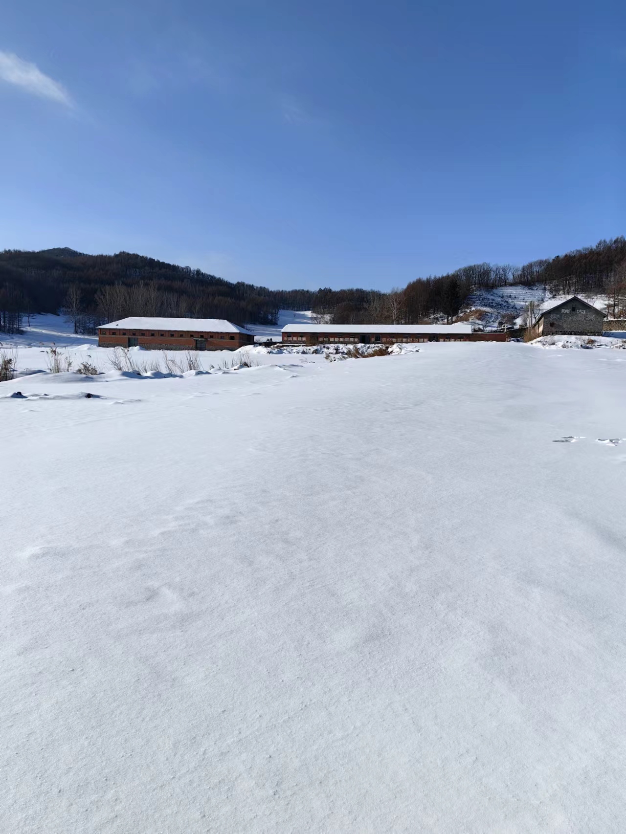 这片雪地真是太美了,让人不禁想要融入其中.
