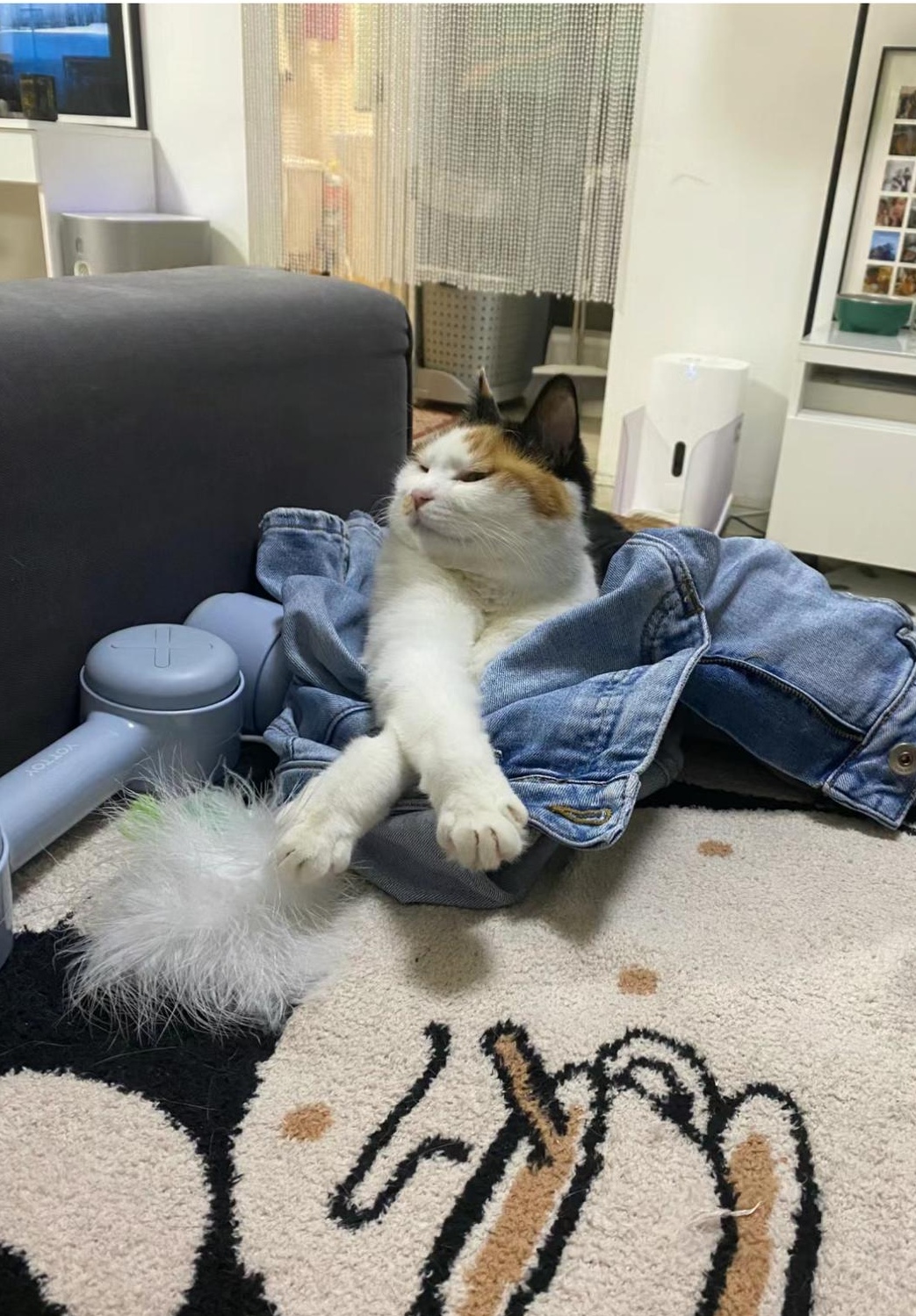 猫咪的表情 猫咪的表情变化丰富,常常让人难以捉摸,这只猫咪的表情好