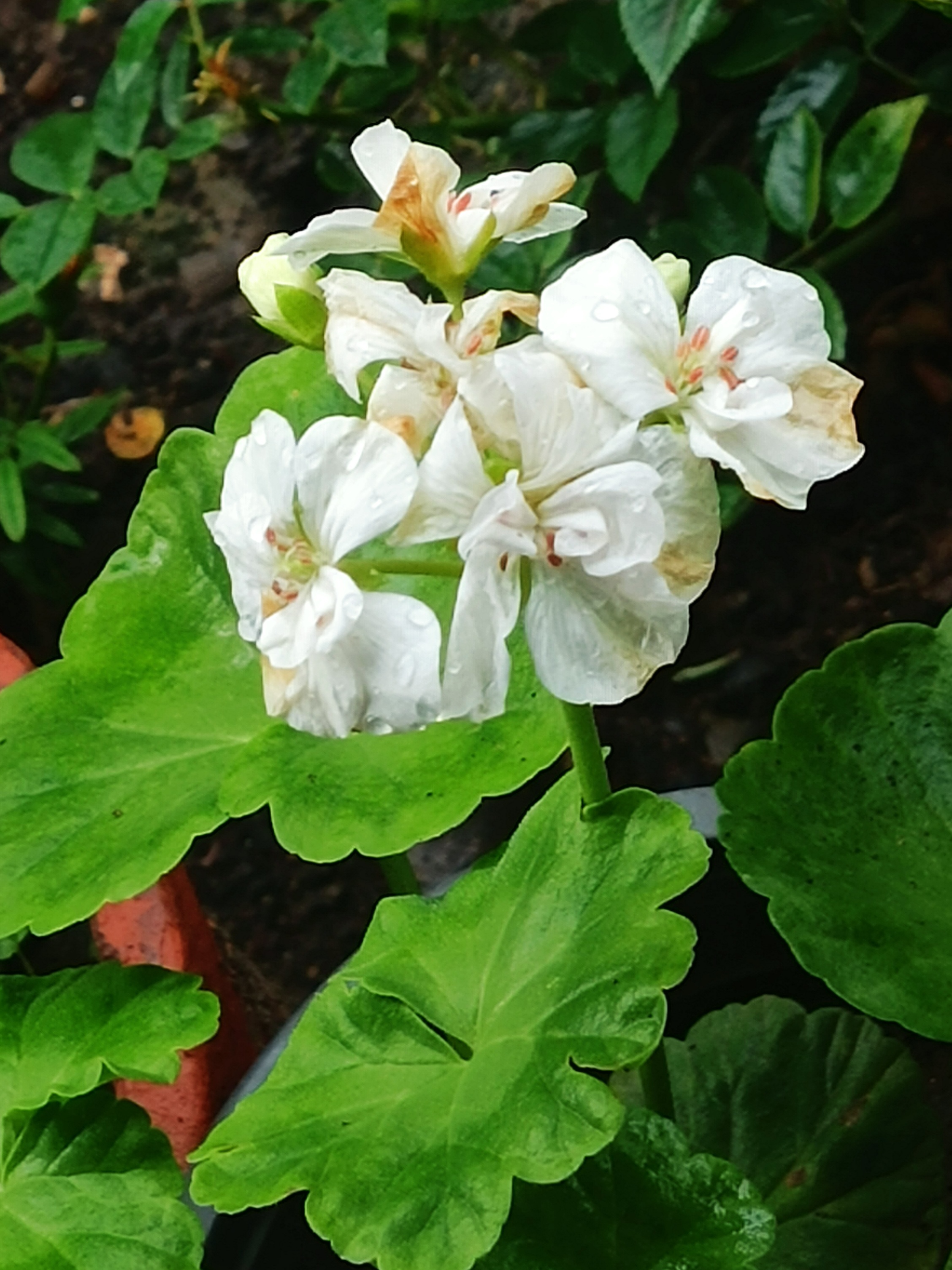 天竺葵是牻牛儿苗科天竺葵属,  多年生草本,亚灌木或灌木,具浓烈