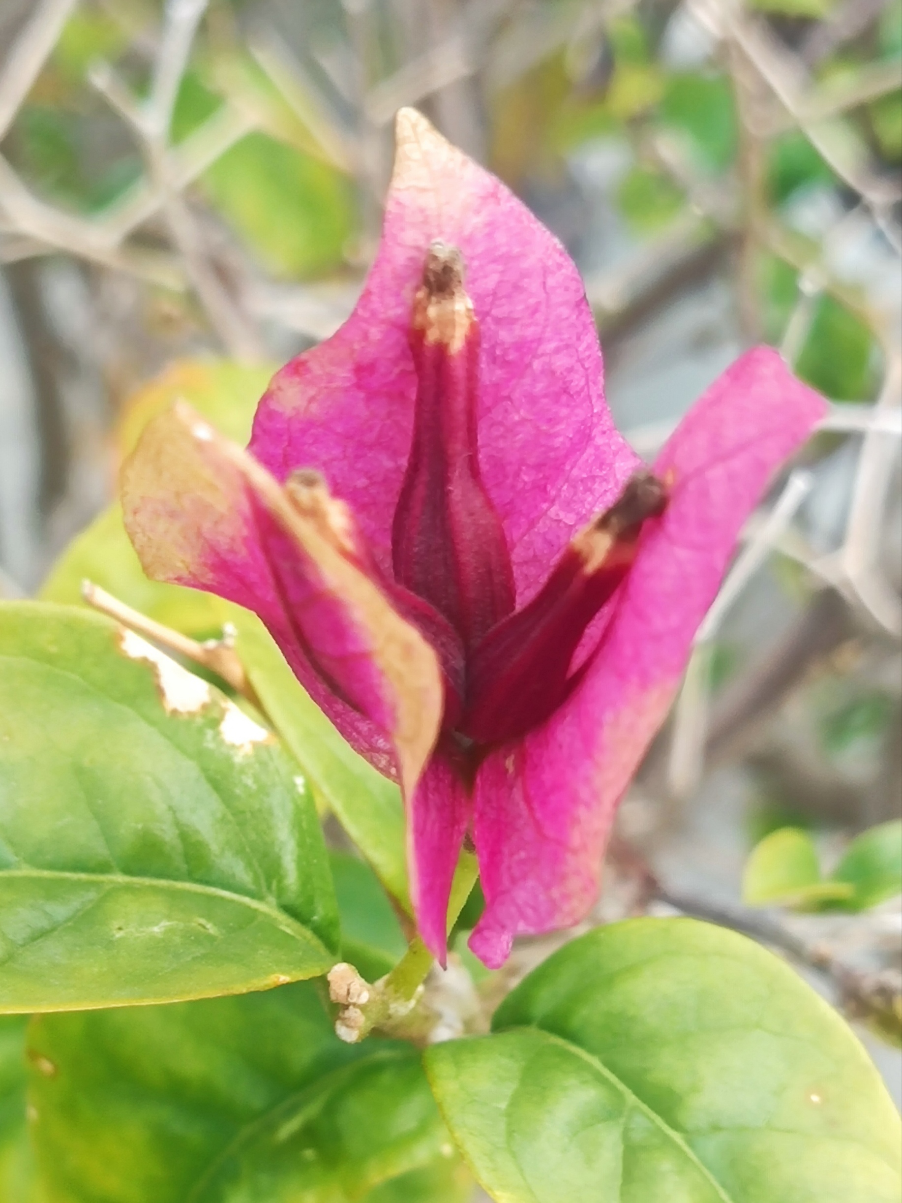 长叶子的花图片大全图片