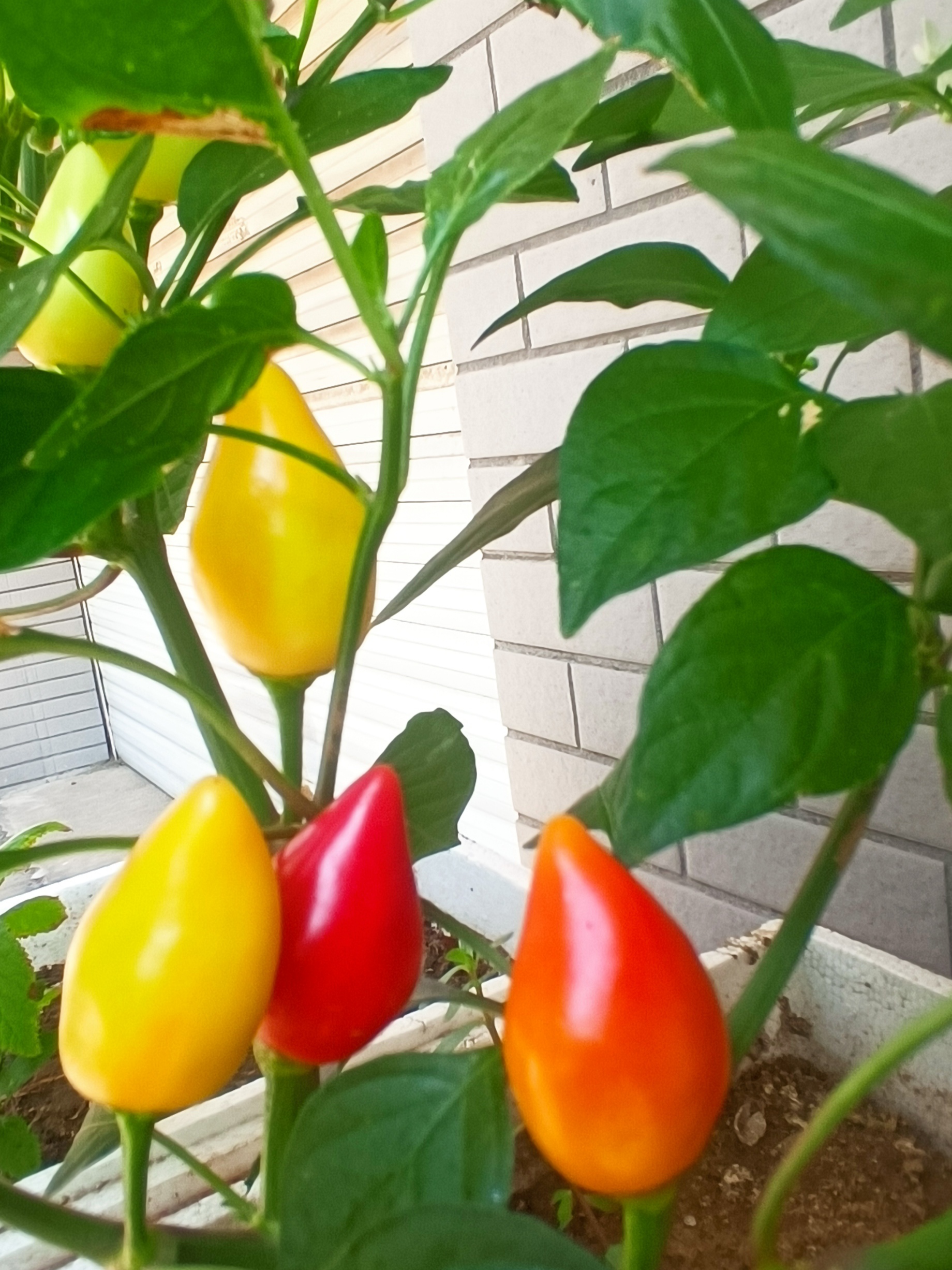 彩色的朝天椒  朝天椒的别名是别名是:五色椒,指天椒,观赏椒,鸡心椒.