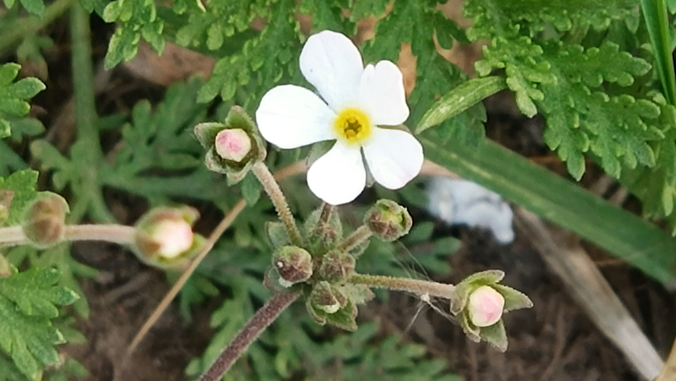 清明过后点地梅开花了  点地梅是报春花科,点地梅属, 一年生或二年生