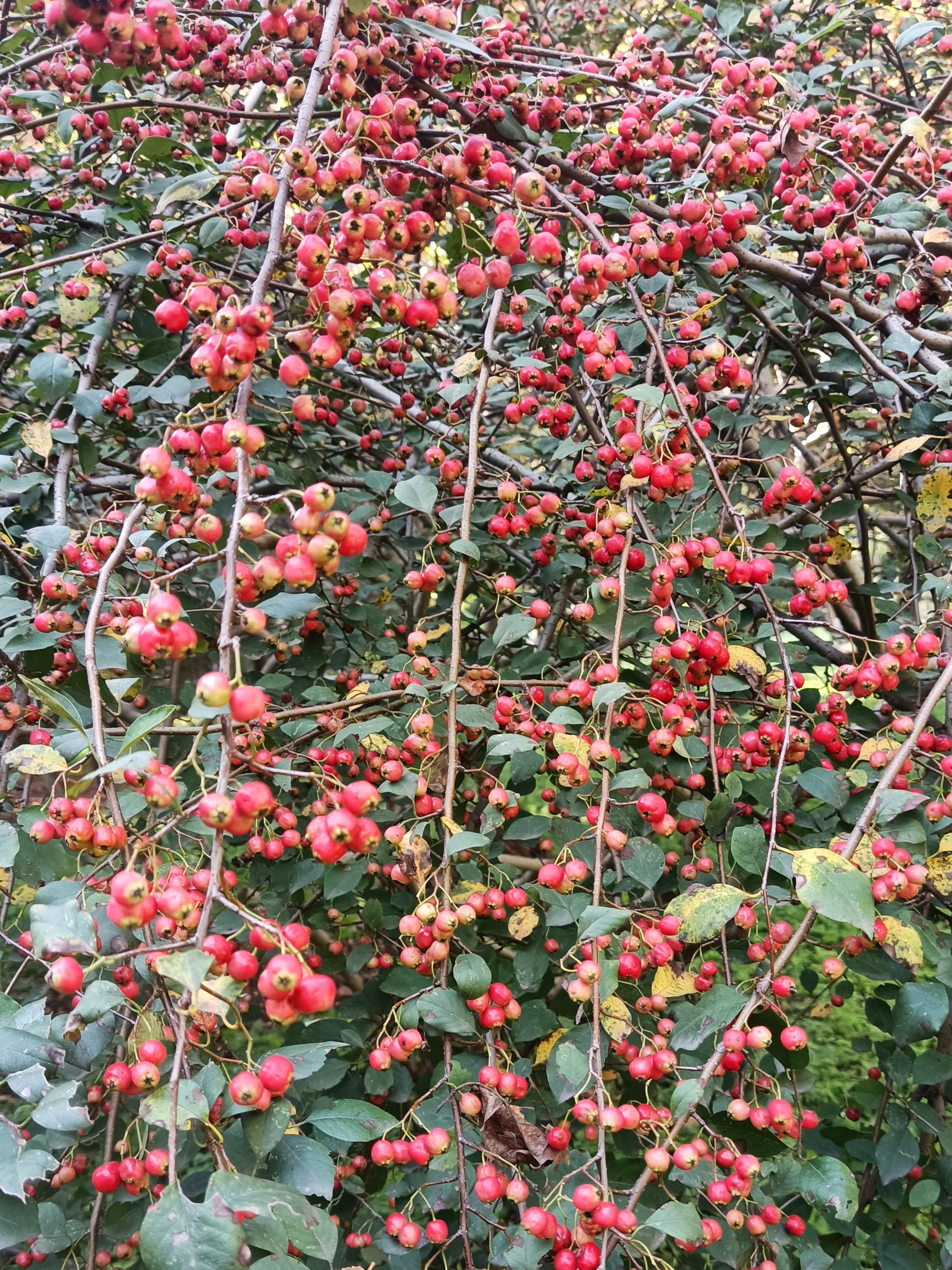 水栒子花味道图片