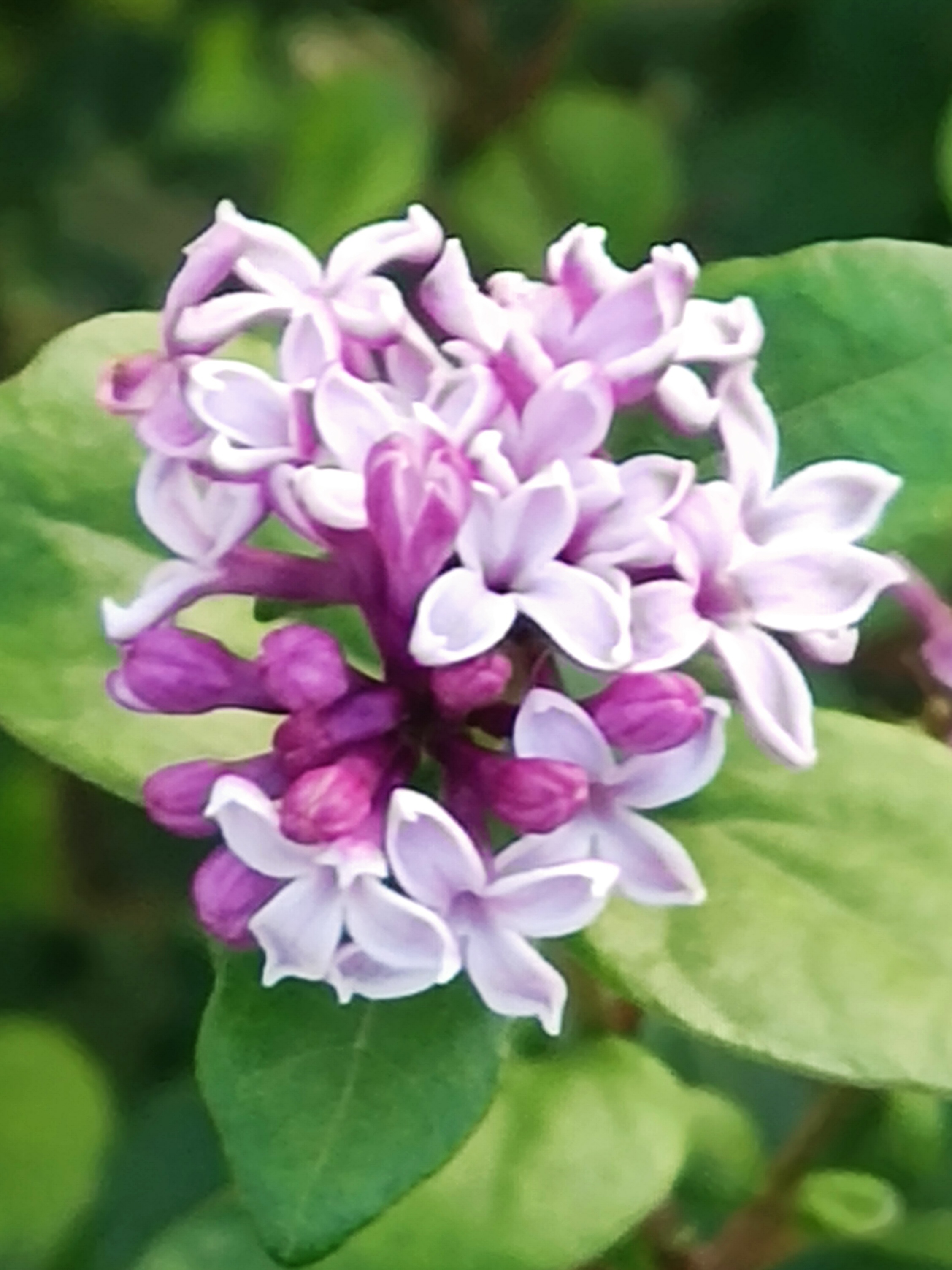 小叶巧玲花,是丁香属,但不是丁香花,不要再误认它了.