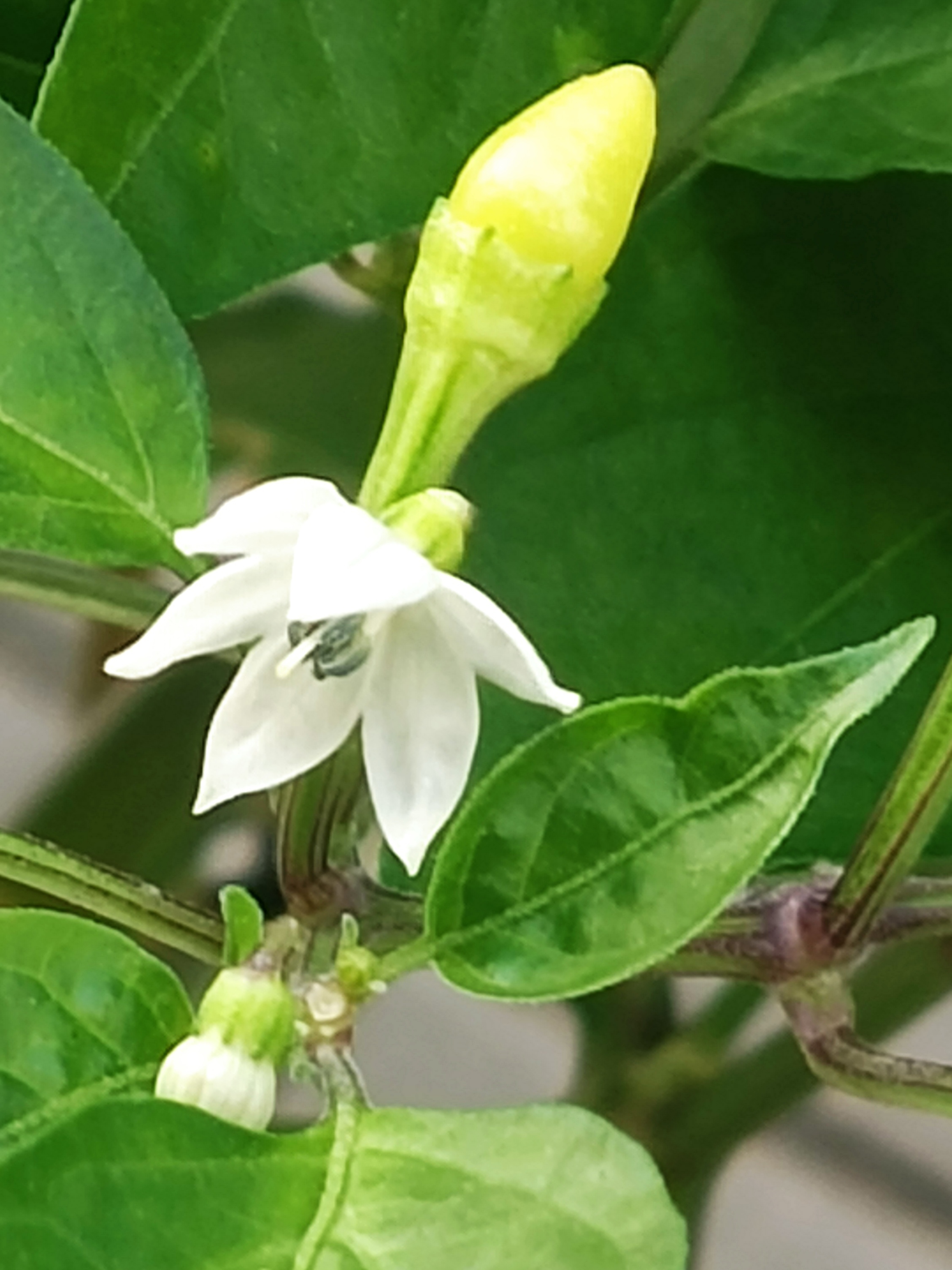 朝天椒的花语是:热烈激情
