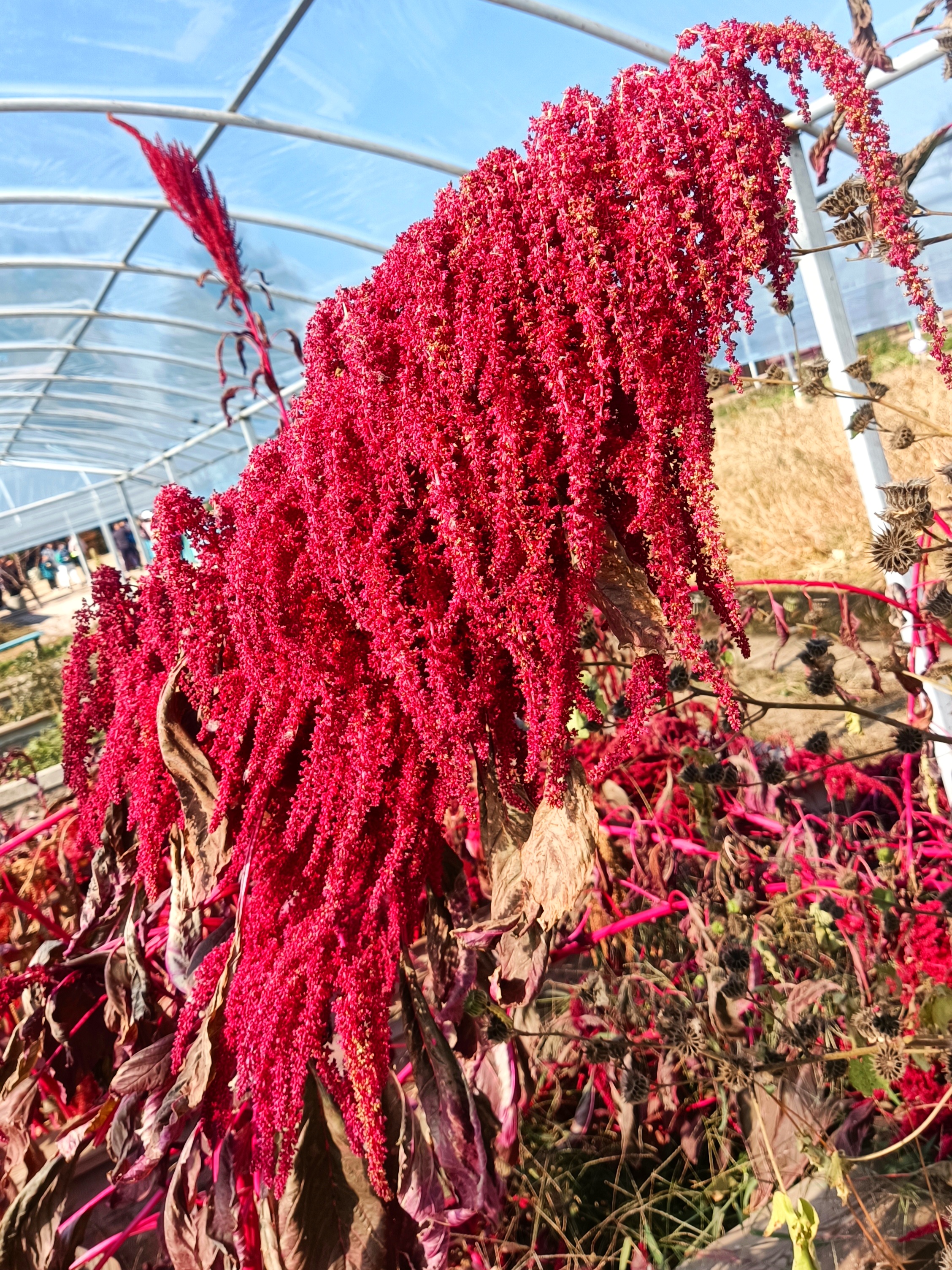 千穗谷  千穗谷是石竹目,苋科,苋属,一年生草本植物,花果期7-10月.