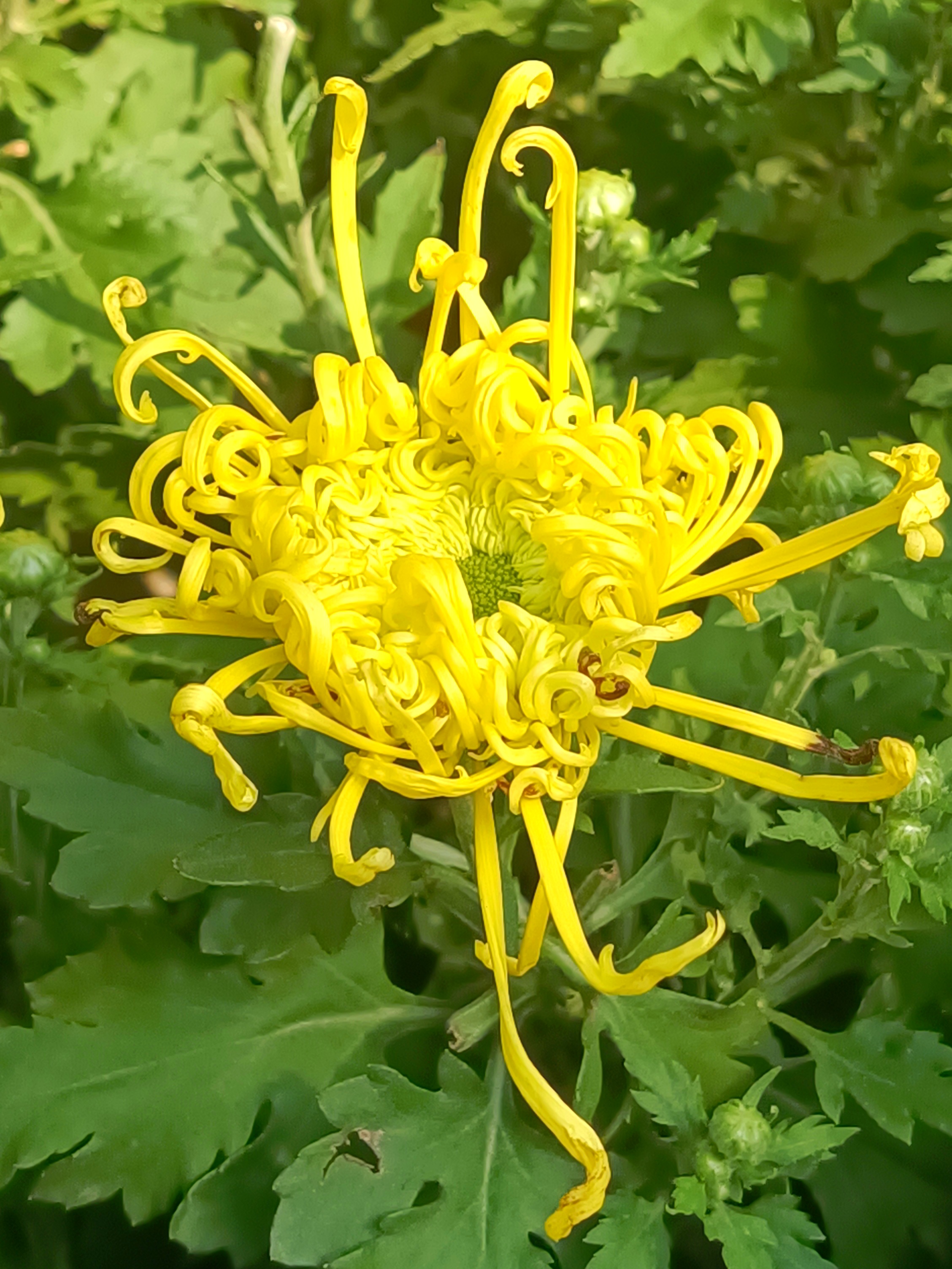 美得令人震撼的金丝菊 它令你惊艳了吗 金丝菊的的花语是:生机勃勃.