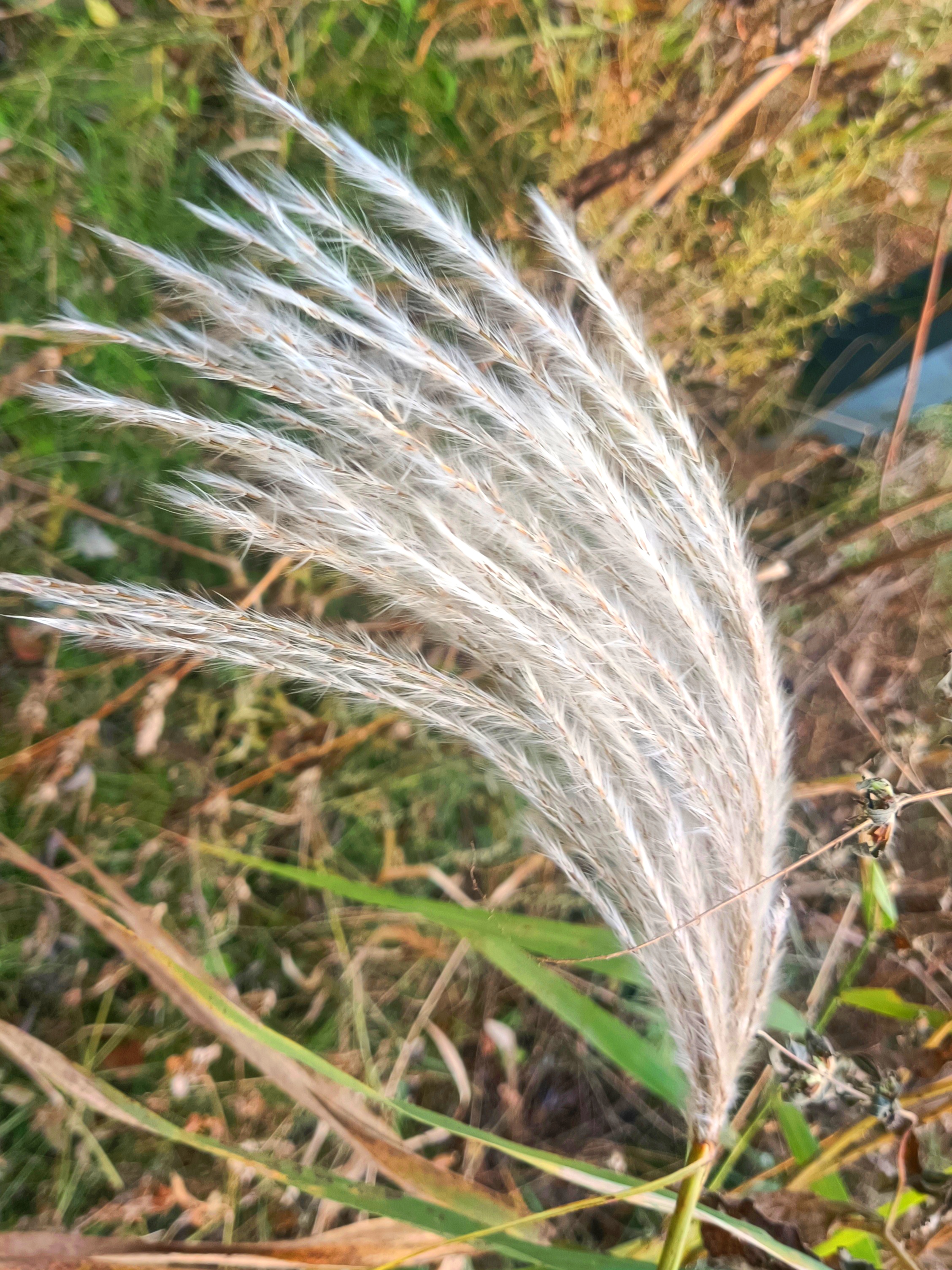 秋天中摇曳的芦苇  夏天的芦苇比秋天的漂亮, 芦苇荡里的芦苇随着秋风