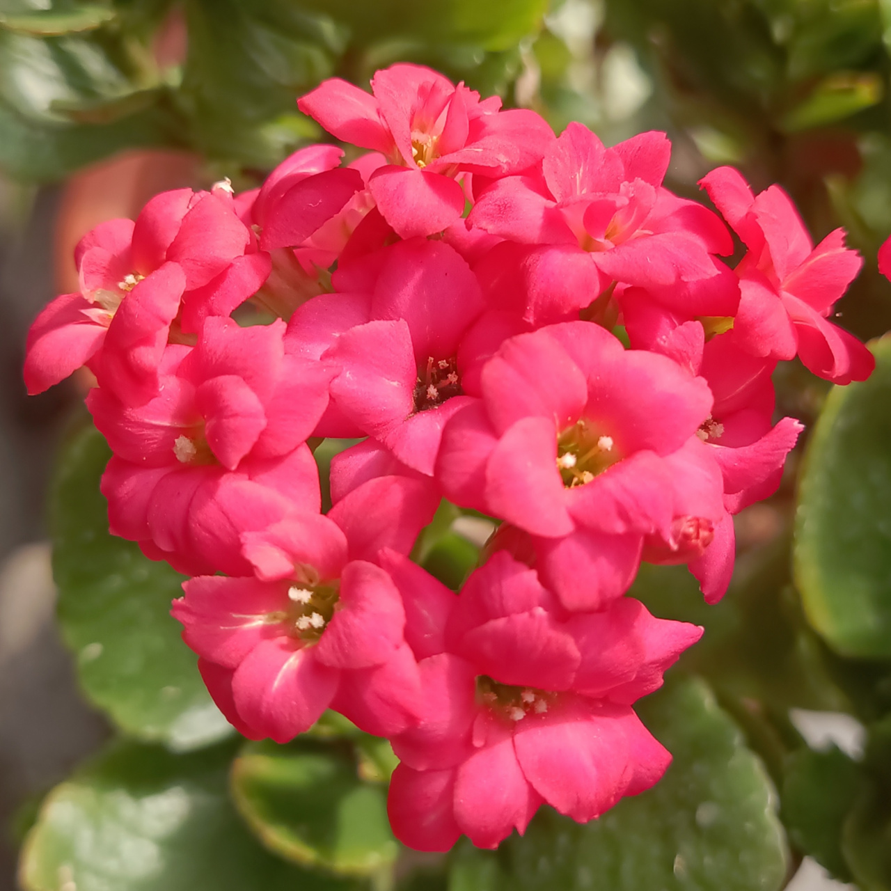 好运花开在春季的温泉里  长寿花学名也叫圣诞伽蓝菜,它 俗称"寿星花"