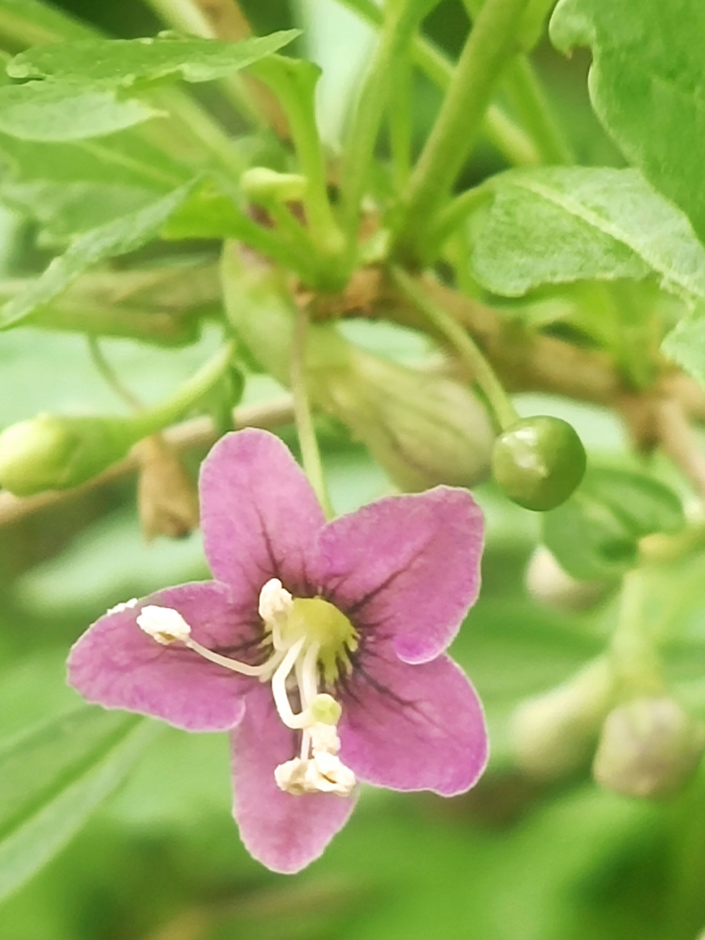 几种颜色的枸杞花,你更喜欢哪一种?