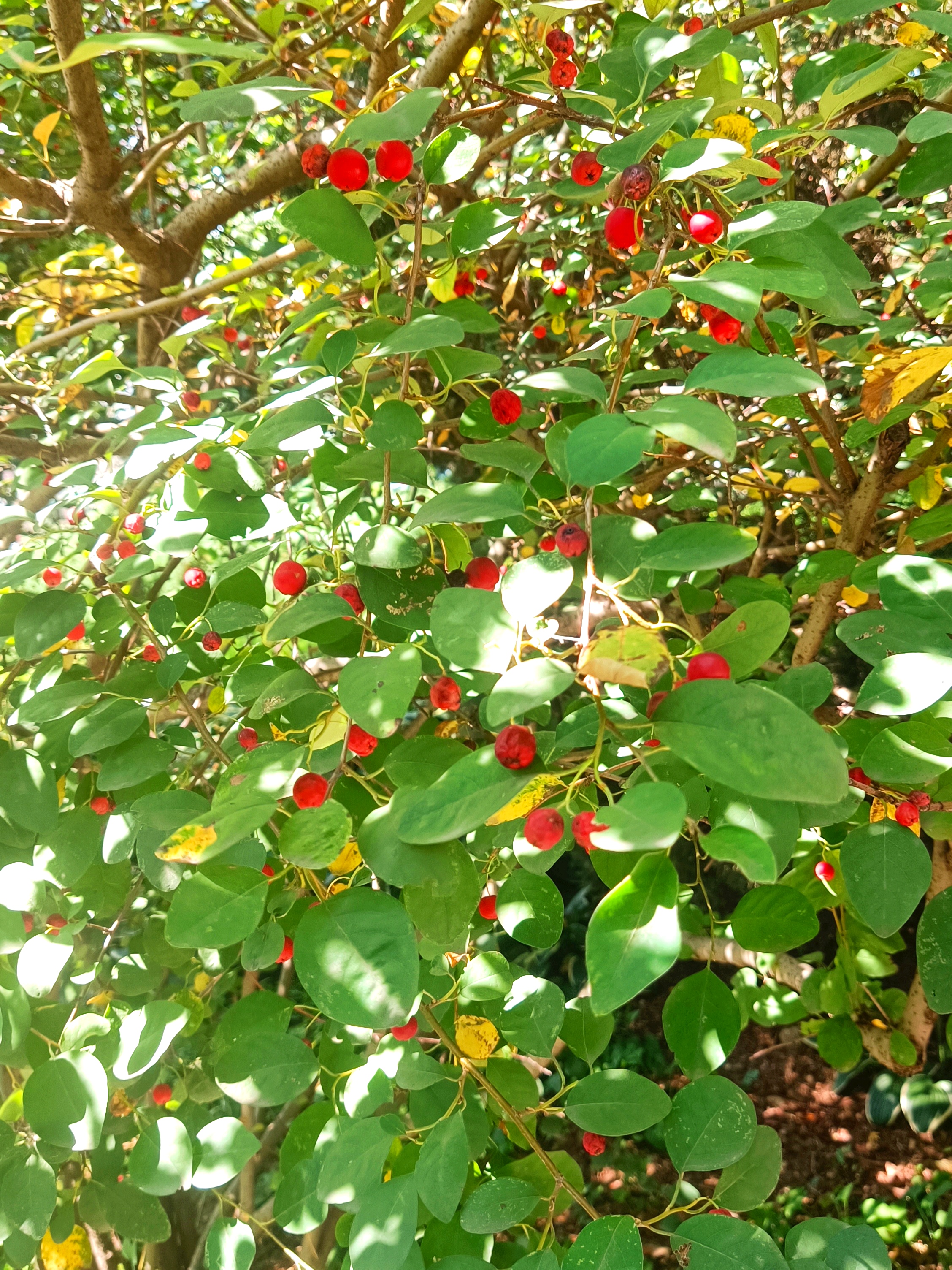 水栒子花味道图片