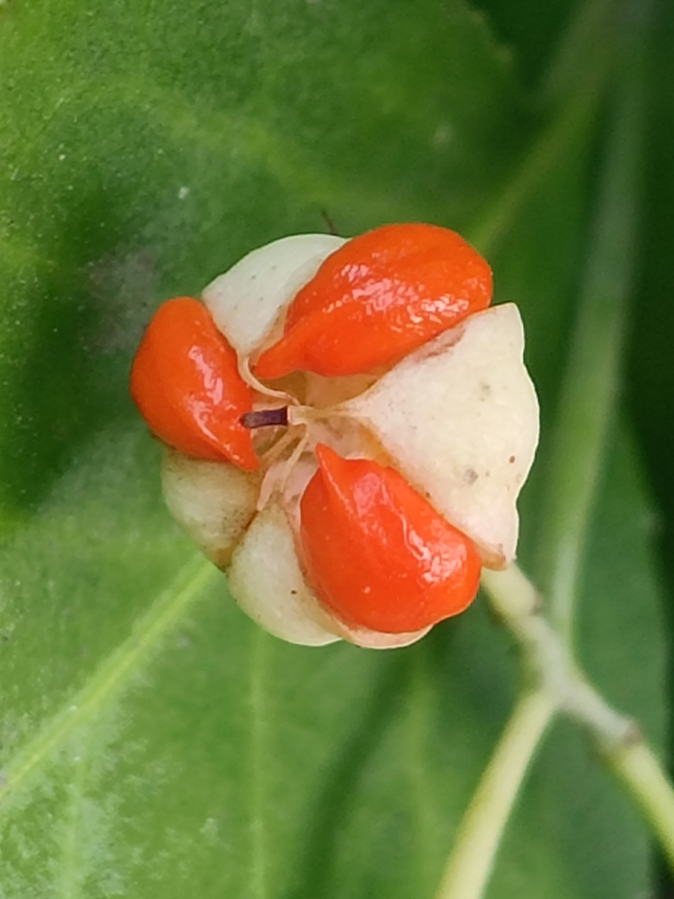 冬青卫矛的别名是:黄杨,四季青,苏瑞香,万年青,大叶卫矛大叶黄杨