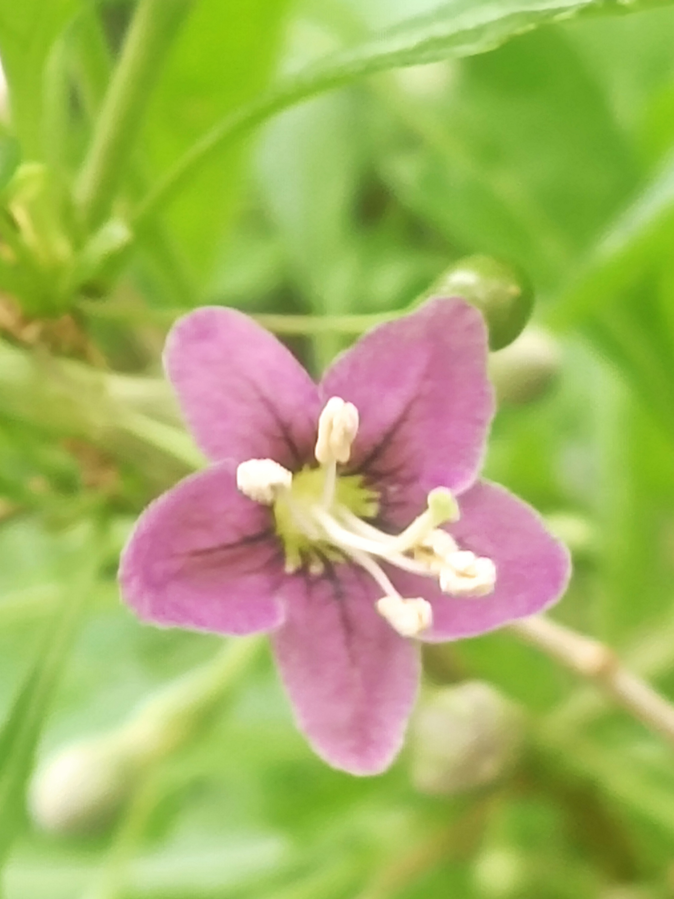 几种颜色的枸杞花,你更喜欢哪一种?
