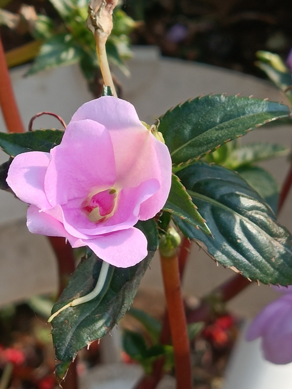 红色,粉色,橘色的新几内亚凤仙花  新几内亚凤仙花是杜鹃花目,凤仙花