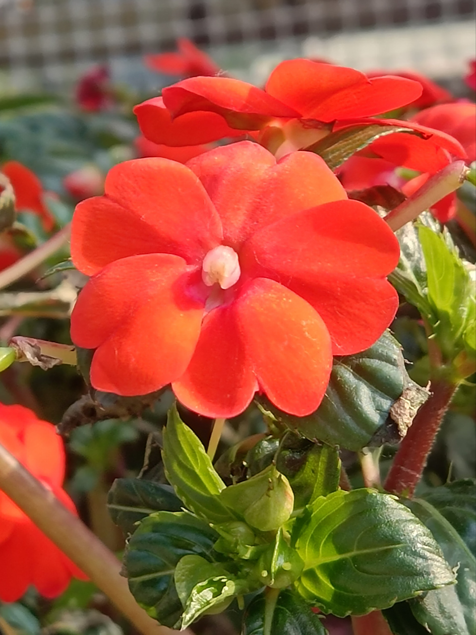 红色,粉色,橘色的新几内亚凤仙花  新几内亚凤仙花是杜鹃花目,凤仙花