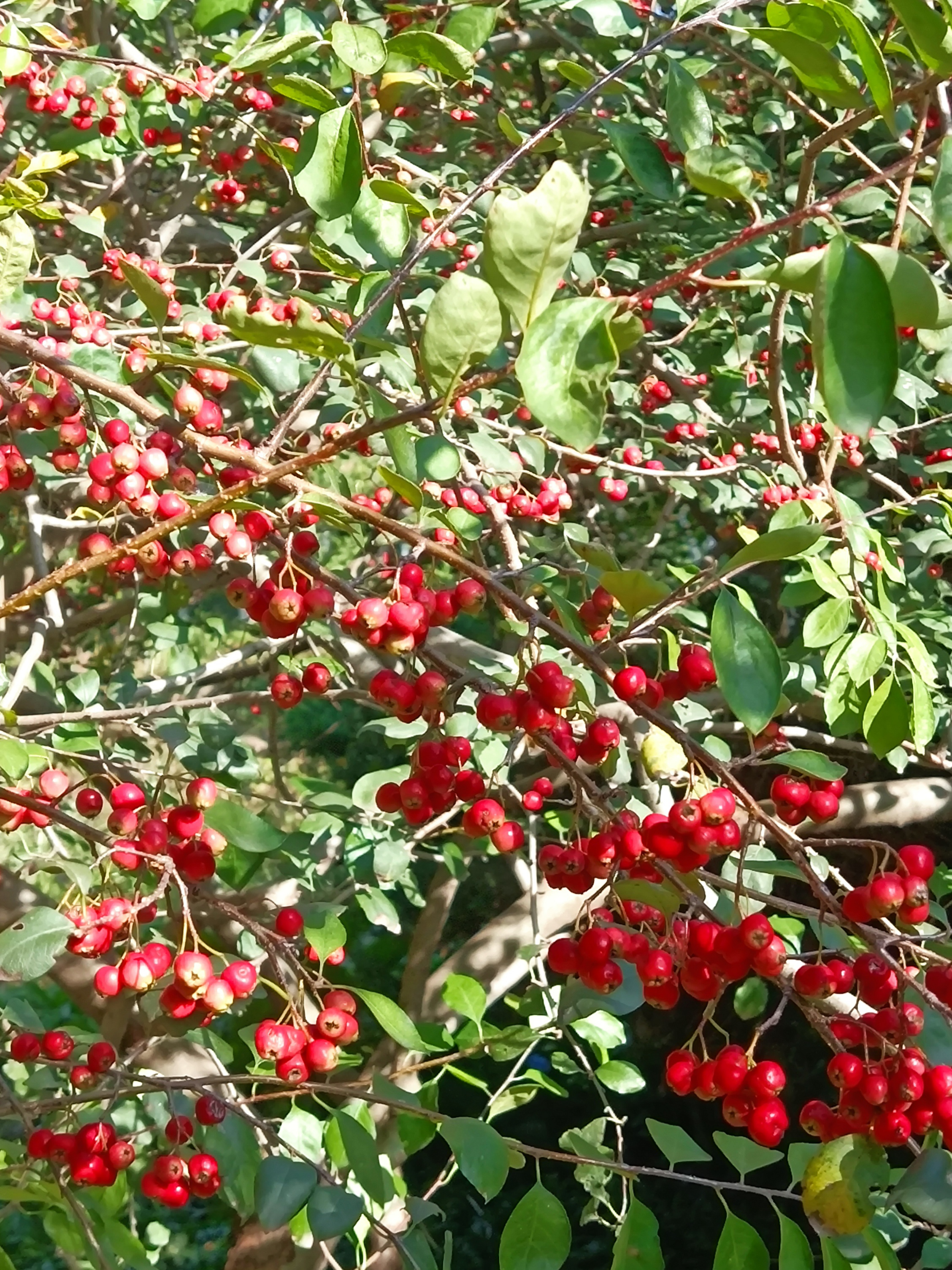 水栒子花味道图片