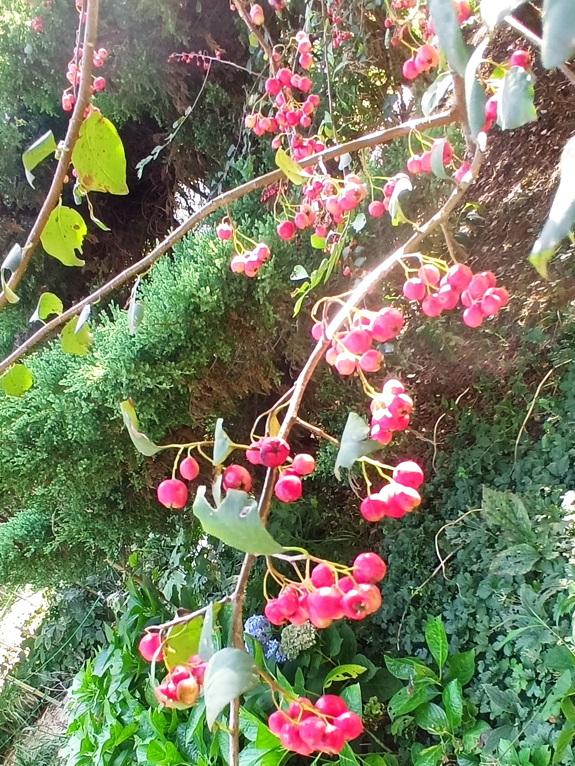 水栒子花味道图片