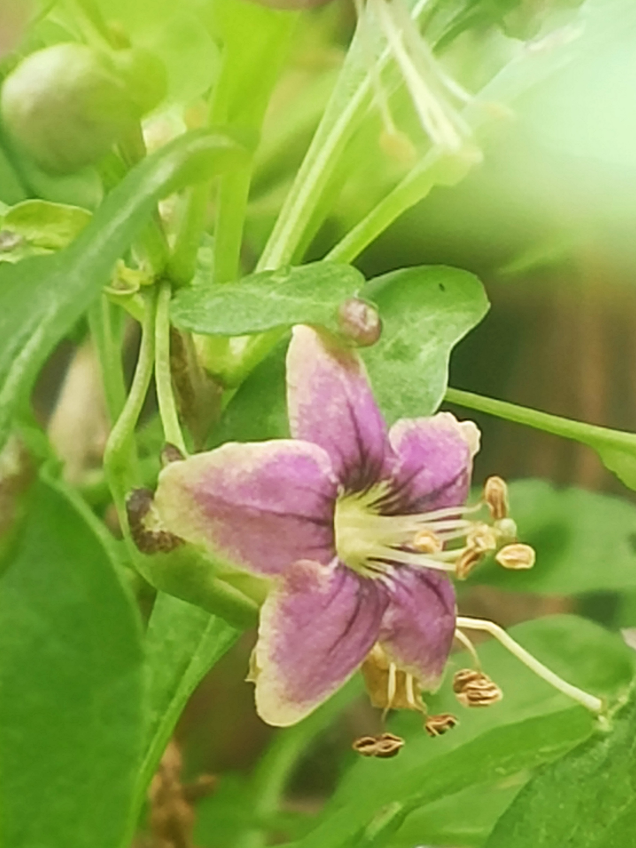 几种颜色的枸杞花,你更喜欢哪一种?