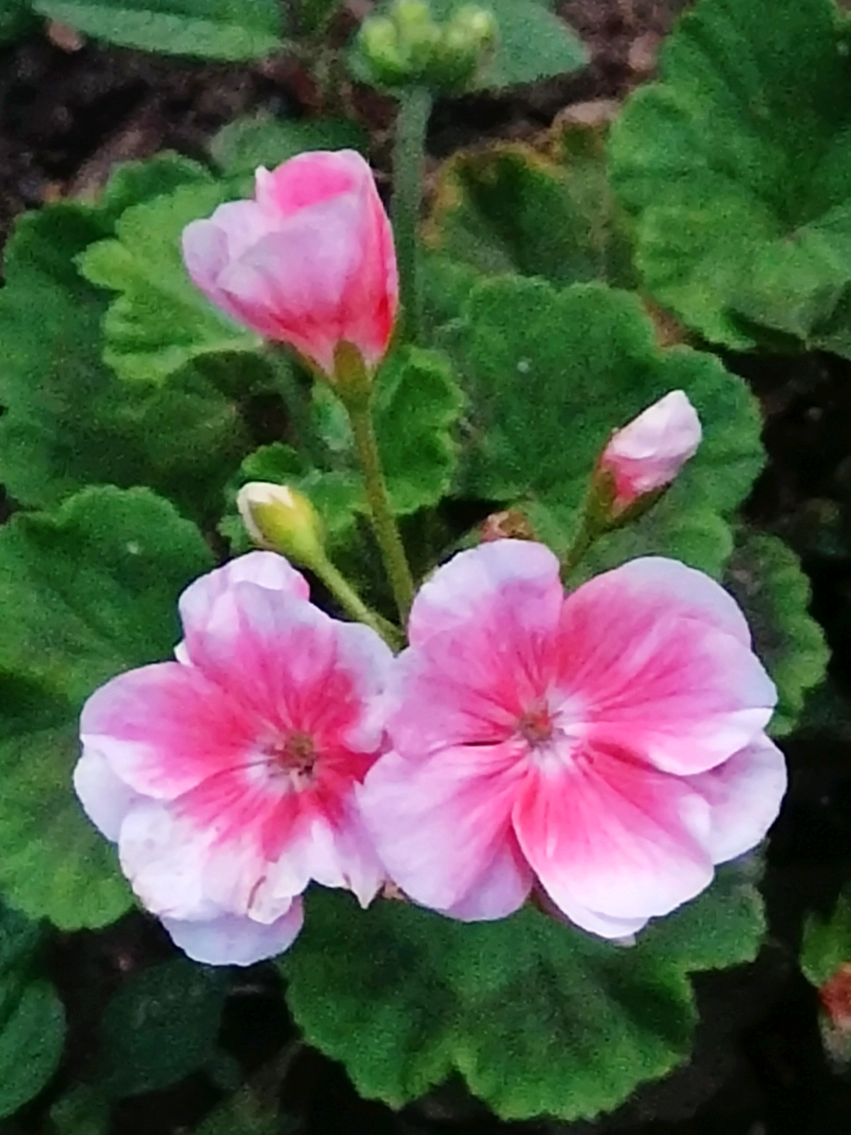 天竺葵是牻牛儿苗科天竺葵属,  多年生草本,亚灌木或灌木,具浓烈