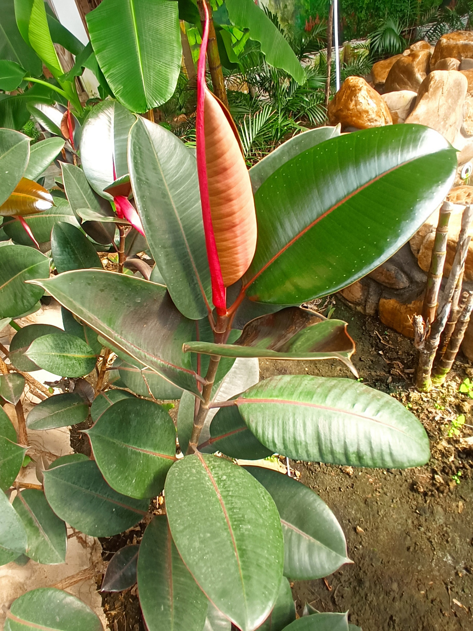 有小朋友的家庭不适合养的植物|印度榕  印度榕是蔷薇目,桑科,榕属,多